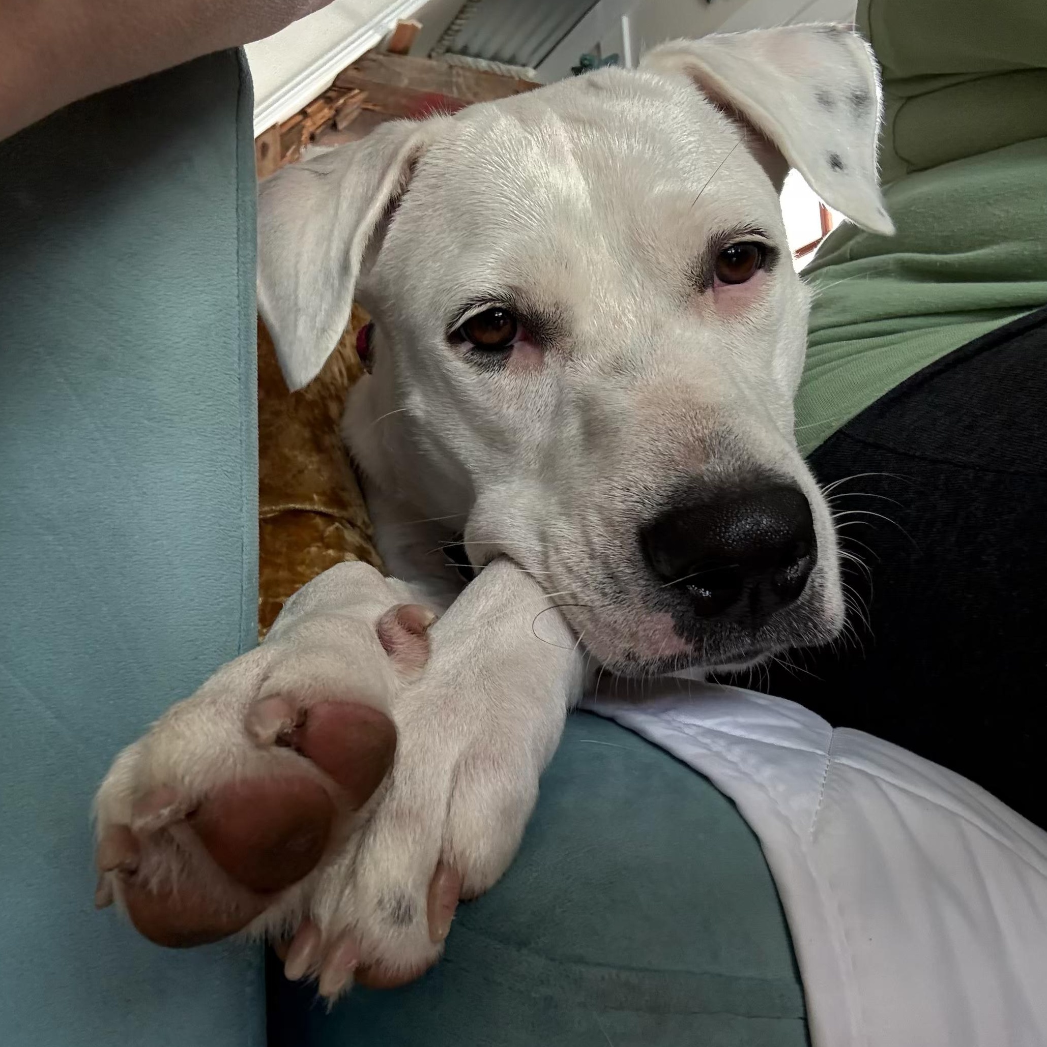 Enlarge Ellie, a Adoptable mixed breed in Key Largo, FL image 6/6