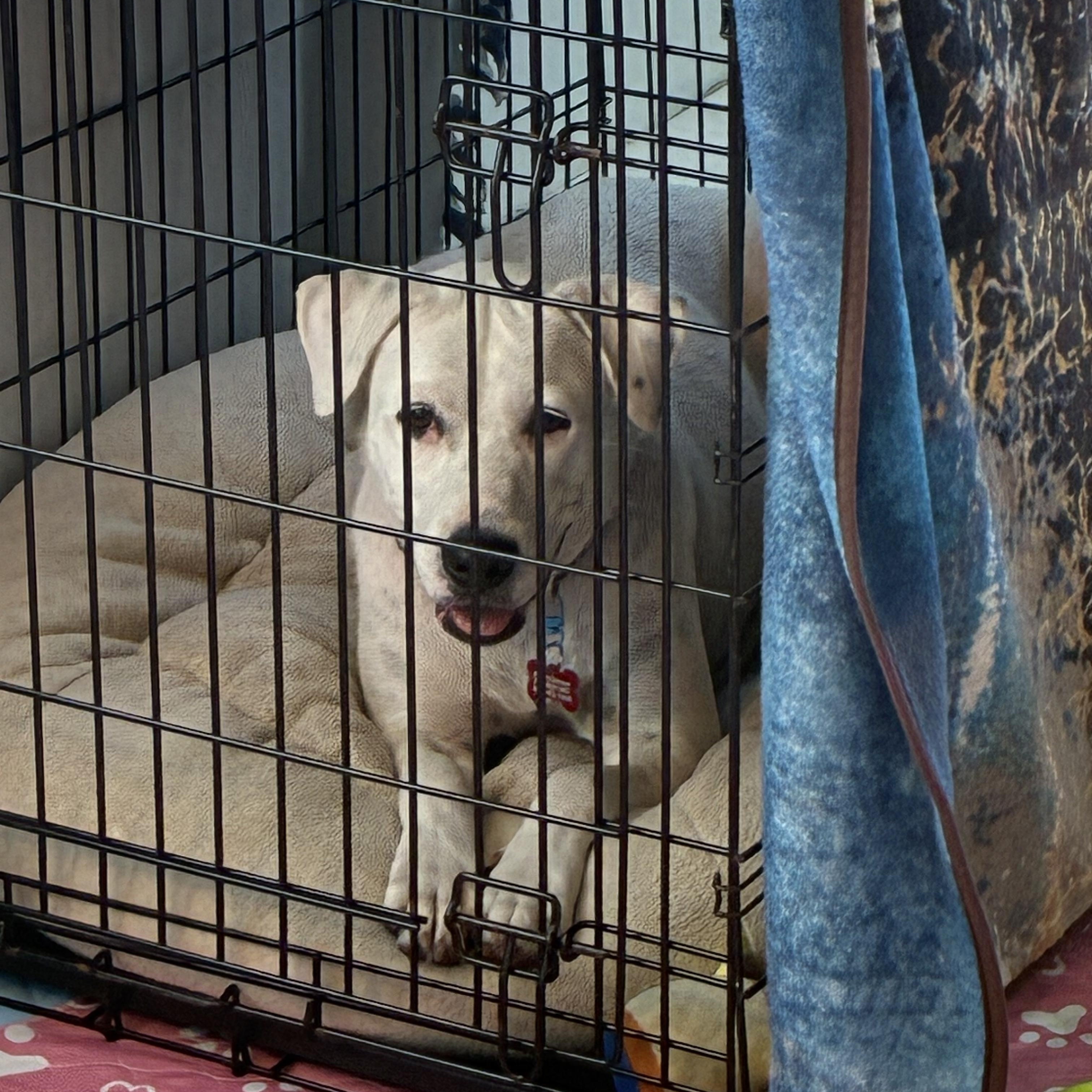 Enlarge Ellie, a ADOPTABLE mixed breed in Key Largo, FL image 2/2