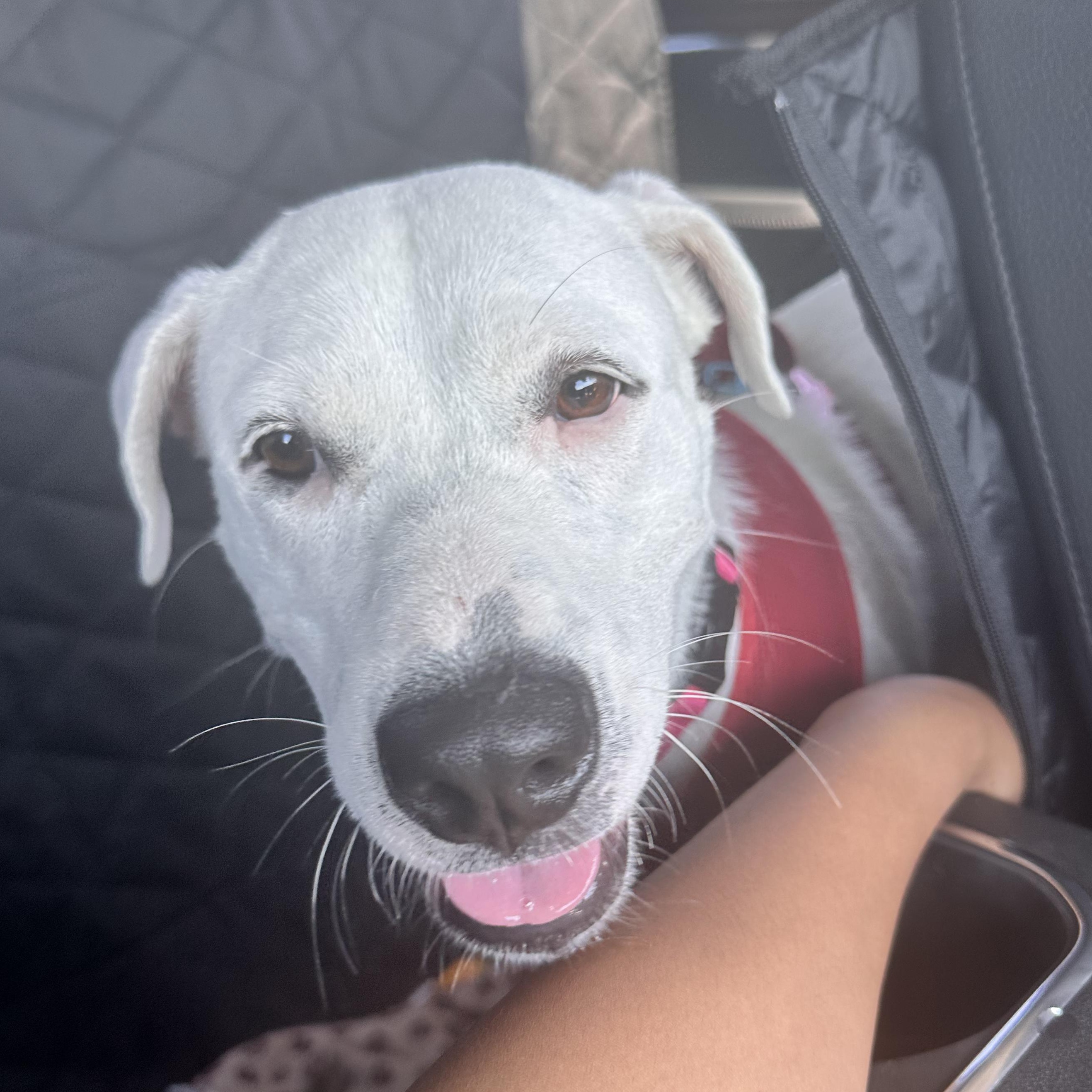 Enlarge Ellie, a Adoptable mixed breed in Key Largo, FL image 4/6