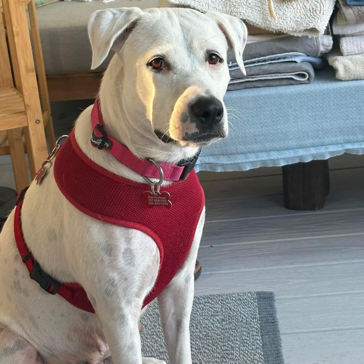 Enlarge Ellie, a Adoptable mixed breed in Key Largo, FL image 5/6