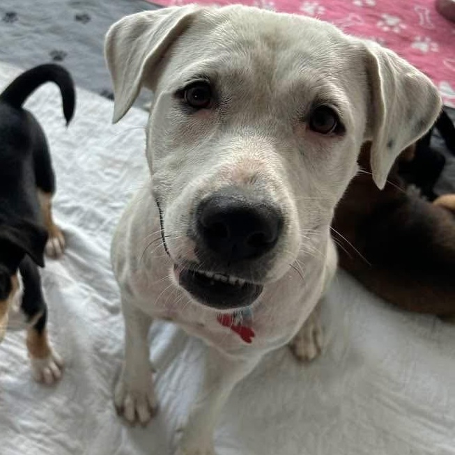 Enlarge Ellie, a Adoptable mixed breed in Key Largo, FL image 3/6