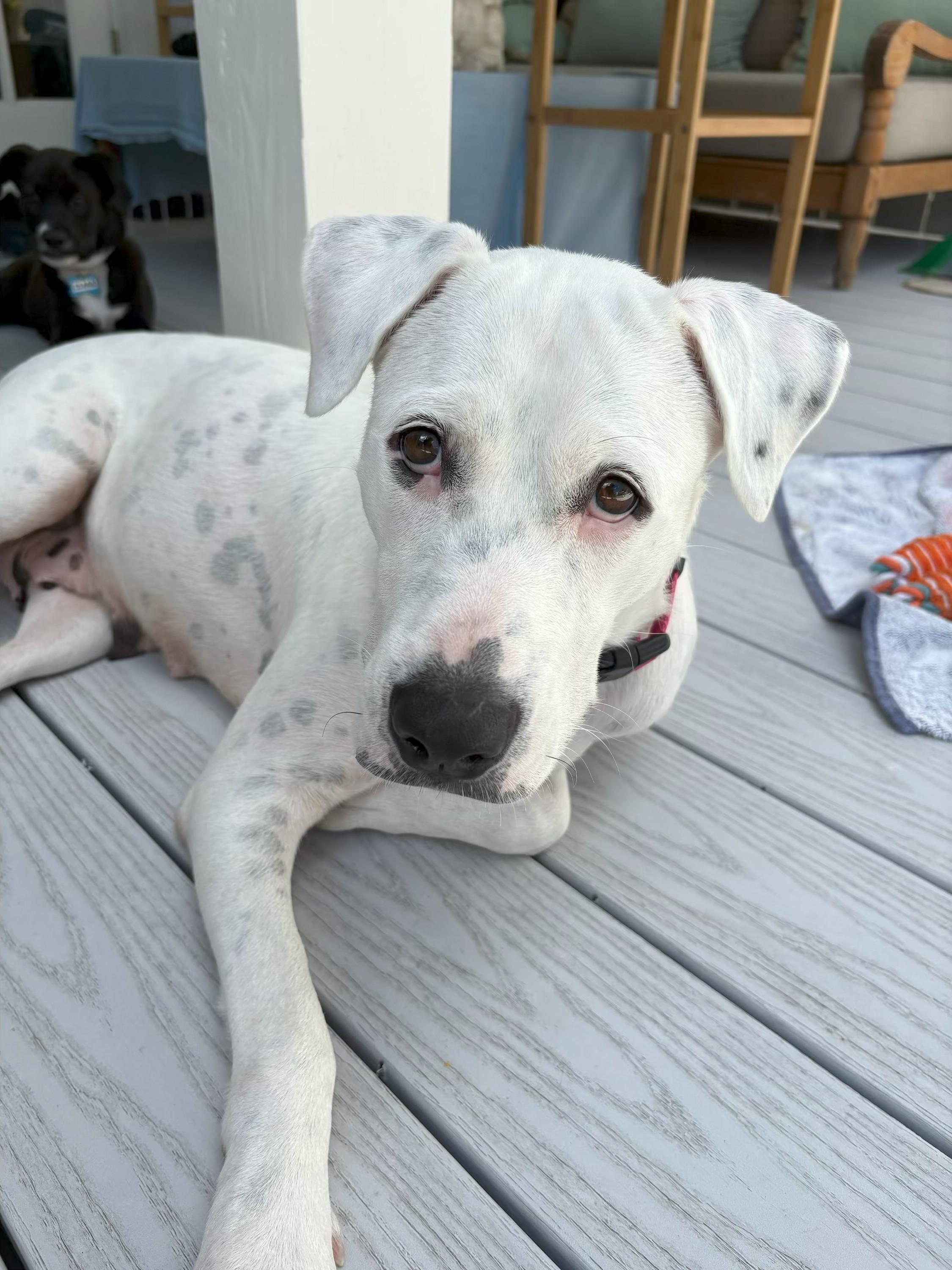 Ellie, ADOPTABLE, Young Female American Staffordshire Terrier & American Bulldog.