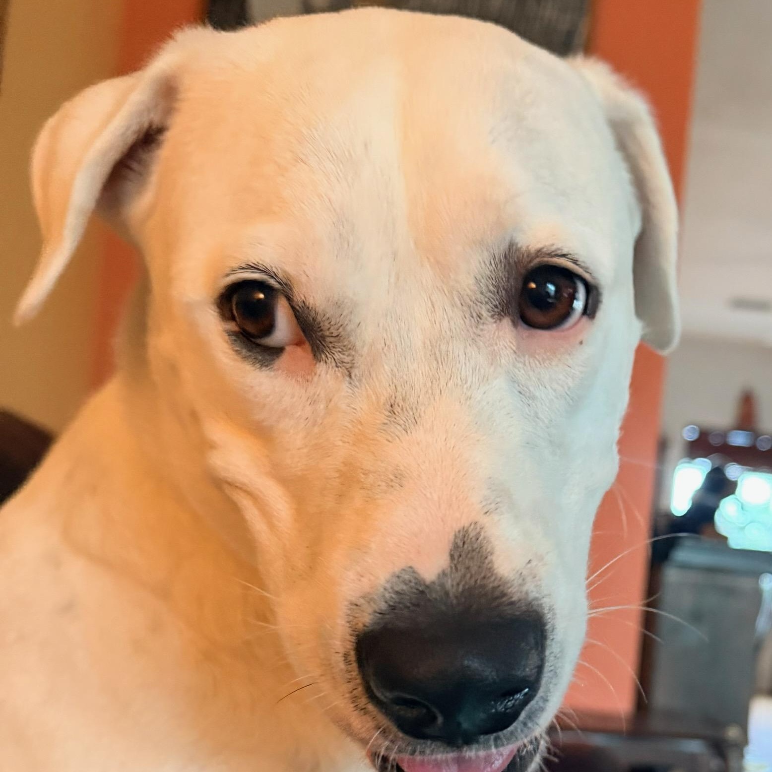 Enlarge Ellie, a Adoptable mixed breed in Key Largo, FL image 2/6