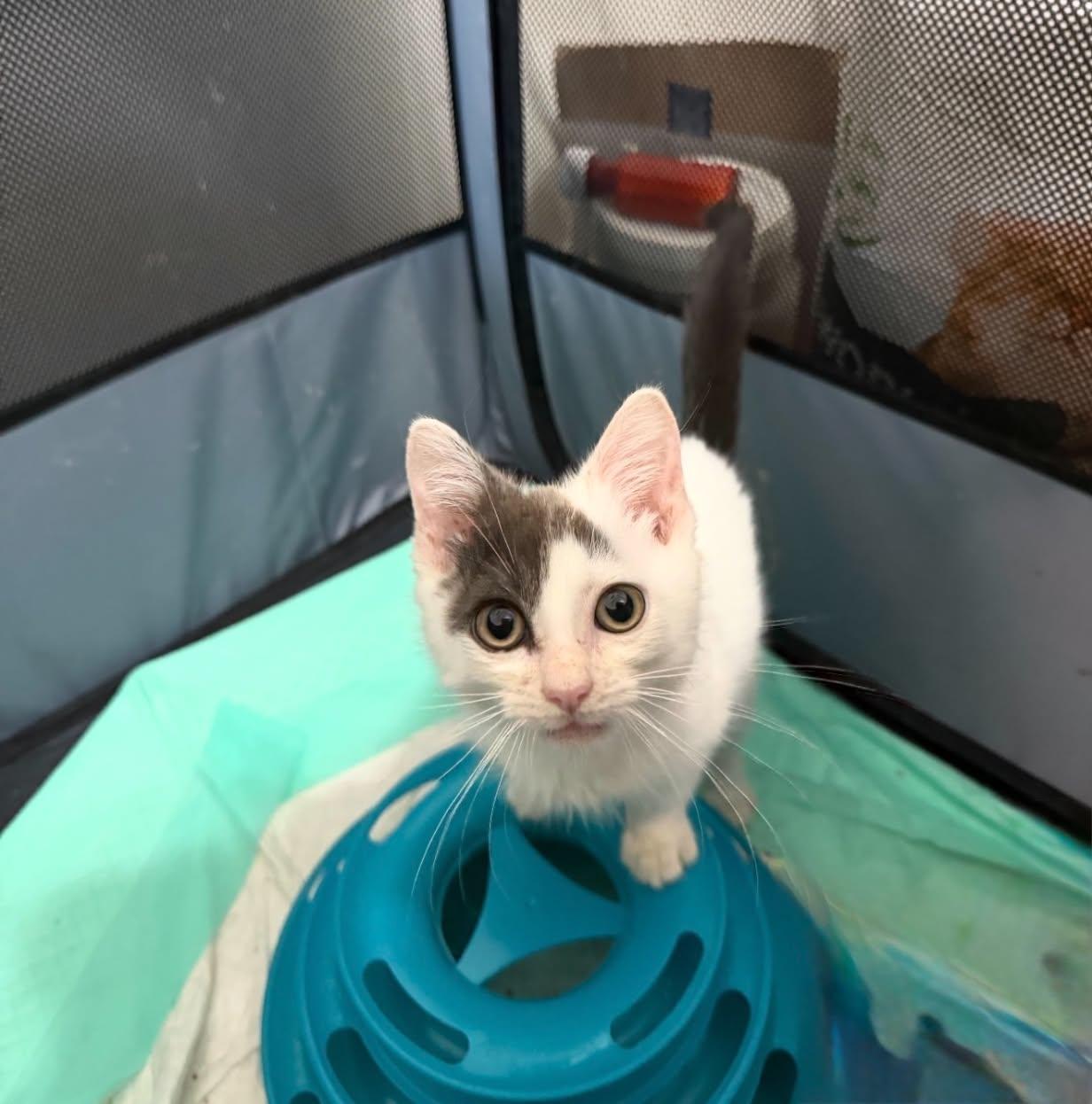Enlarge Chet, a Adoptable Domestic Short Hair in Staten Island, NY image 6/6