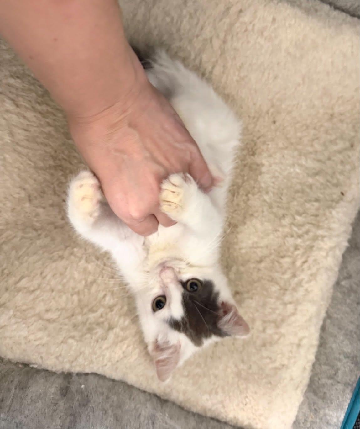 Enlarge Chet, a Adoptable Domestic Short Hair in Staten Island, NY image 3/6