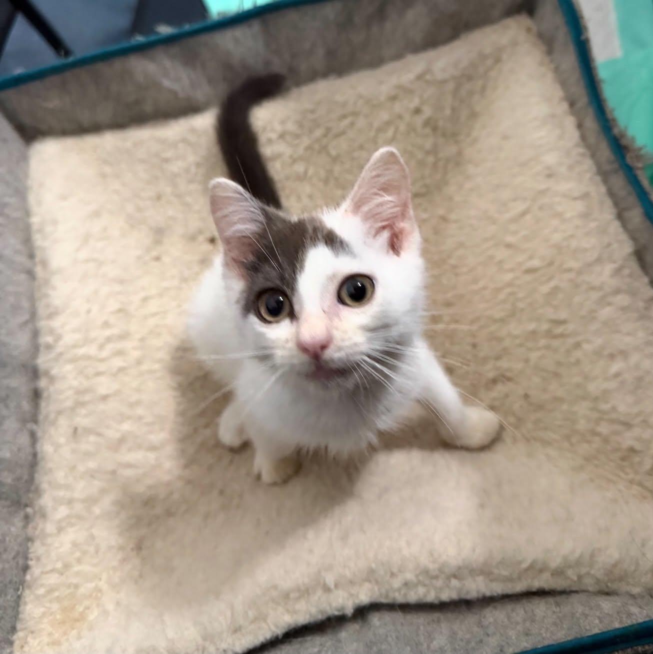 Enlarge Chet, a Adoptable Domestic Short Hair in Staten Island, NY image 5/6