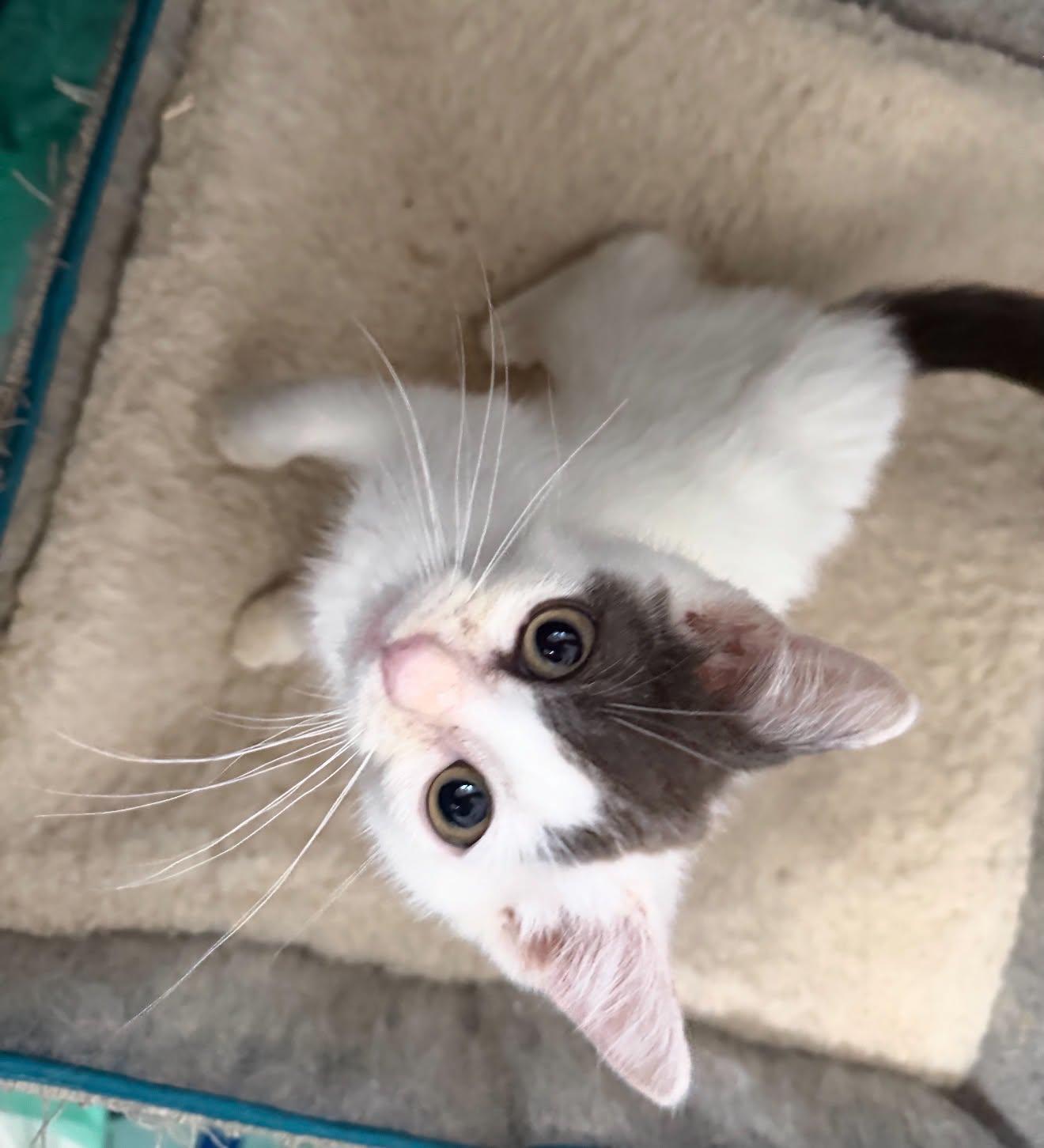Enlarge Chet, a Adoptable Domestic Short Hair in Staten Island, NY image 4/6