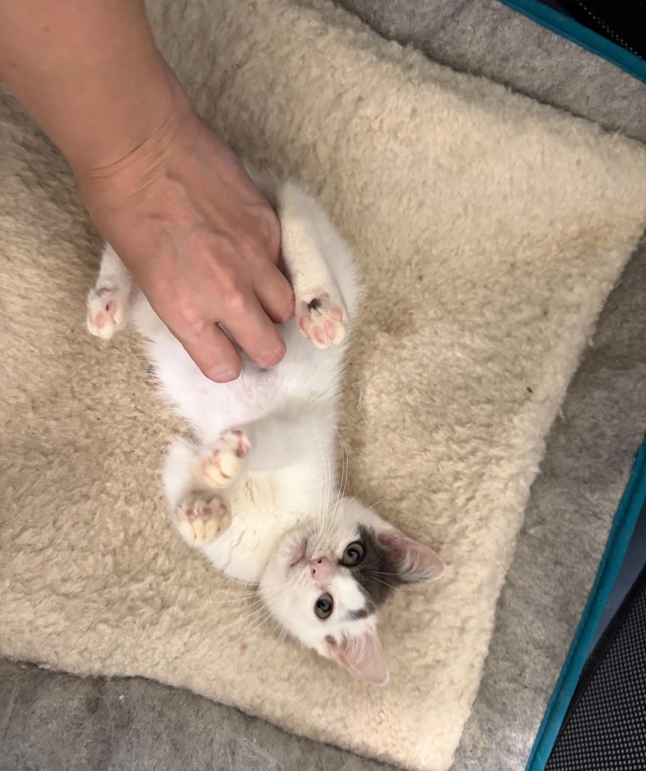 Enlarge Chet, a Adoptable Domestic Short Hair in Staten Island, NY image 2/6