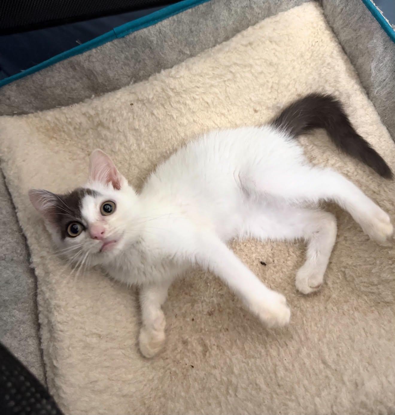 Chet, Adoptable, Kitten Male Domestic Short Hair.