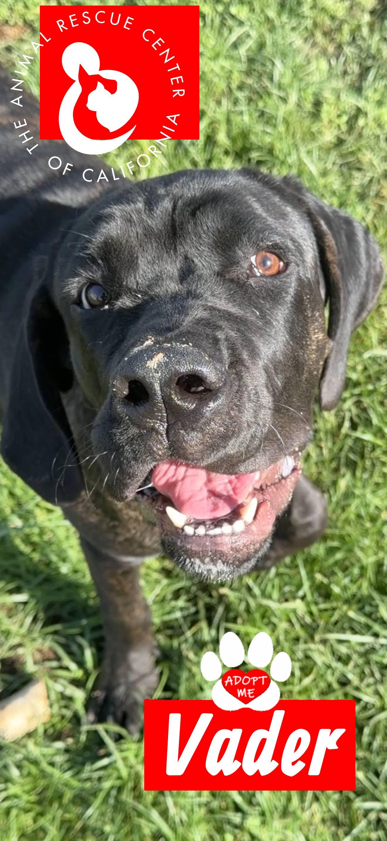 Enlarge Vader, a Adoptable mixed breed in Coachella, CA image 1/4