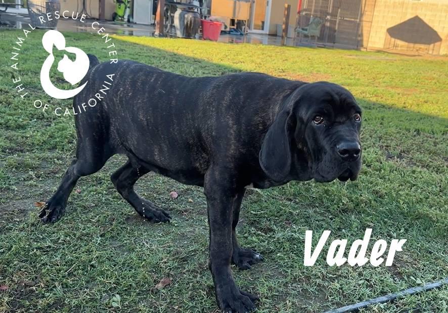 Enlarge Vader, a Adoptable mixed breed in Coachella, CA image 3/4