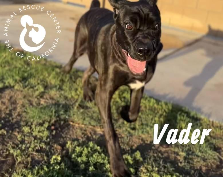 Enlarge Vader, a Adoptable mixed breed in Coachella, CA image 4/4