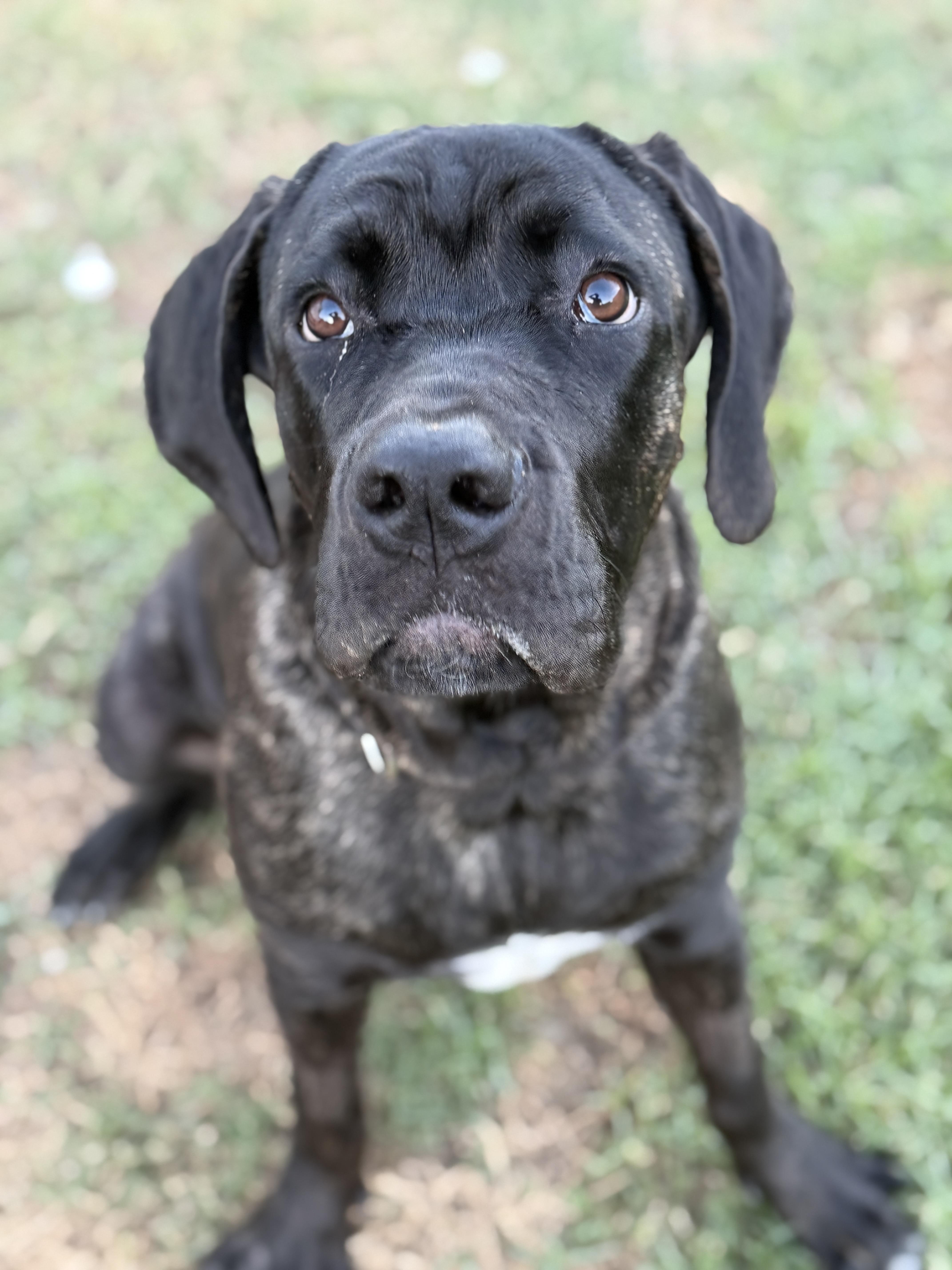 Enlarge Vader, a Adoptable mixed breed in Coachella, CA image 2/4