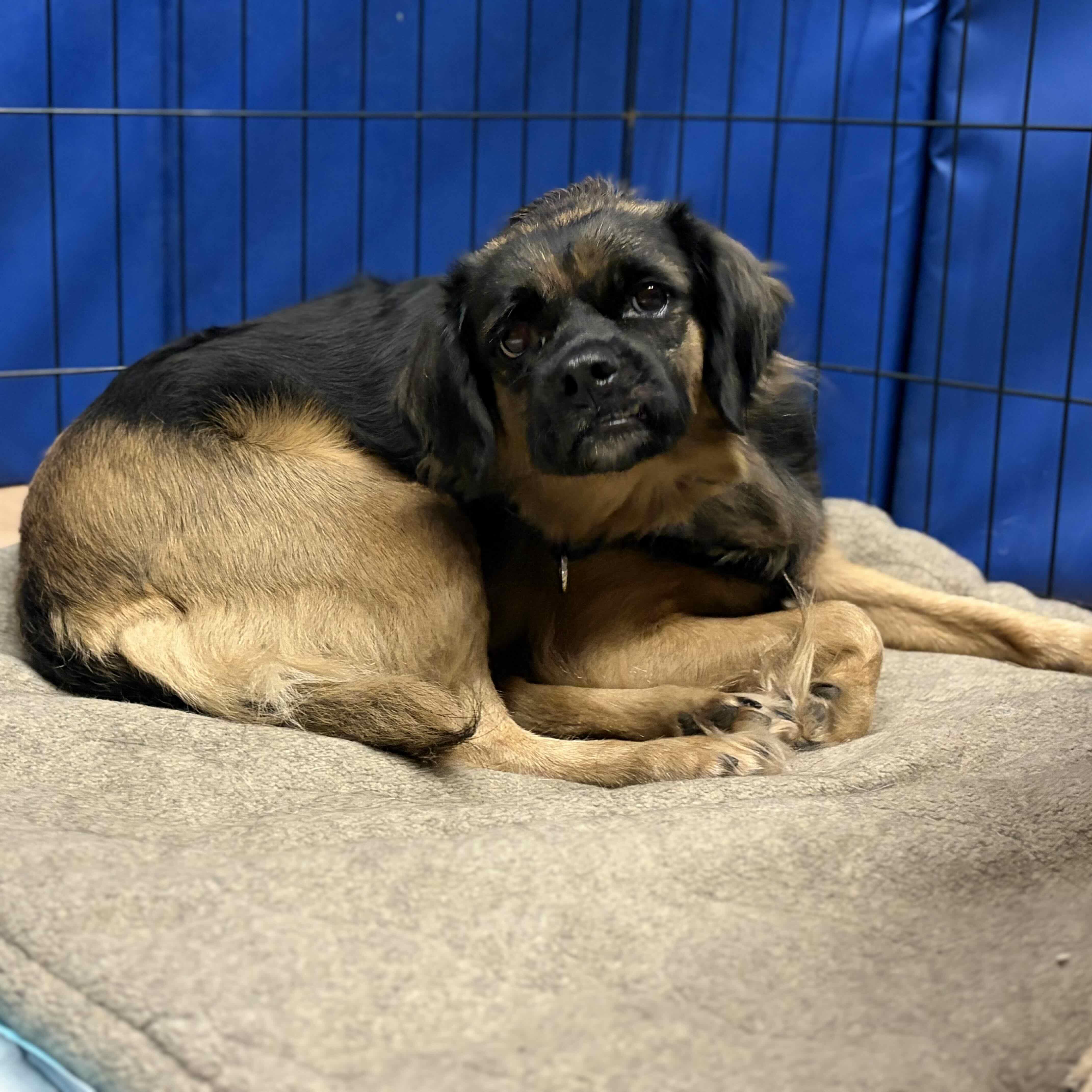 Moira Rose, a ADOPTABLE mixed breed in Rensselaer, NY image 3/6