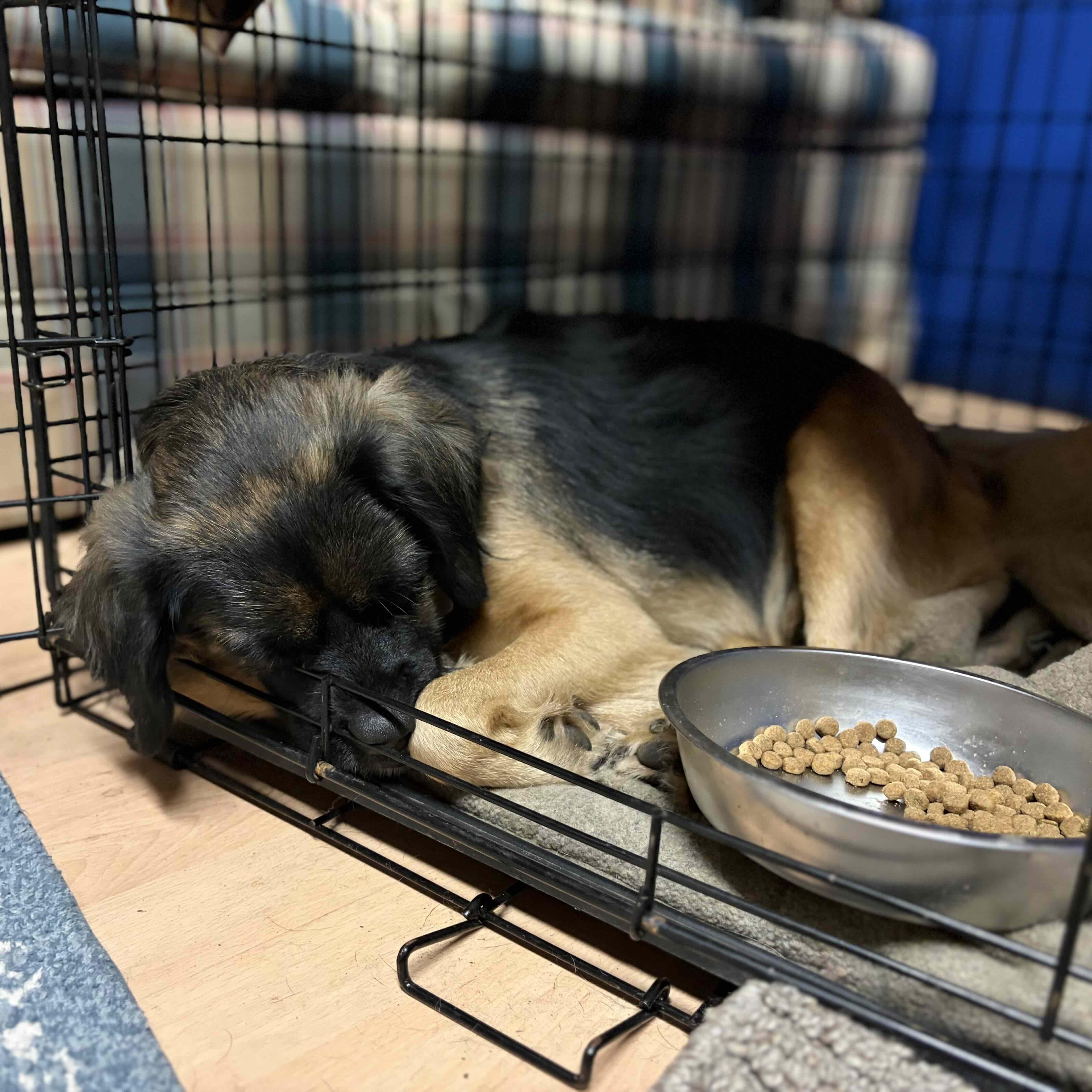 Moira Rose, a ADOPTABLE mixed breed in Rensselaer, NY image 4/6