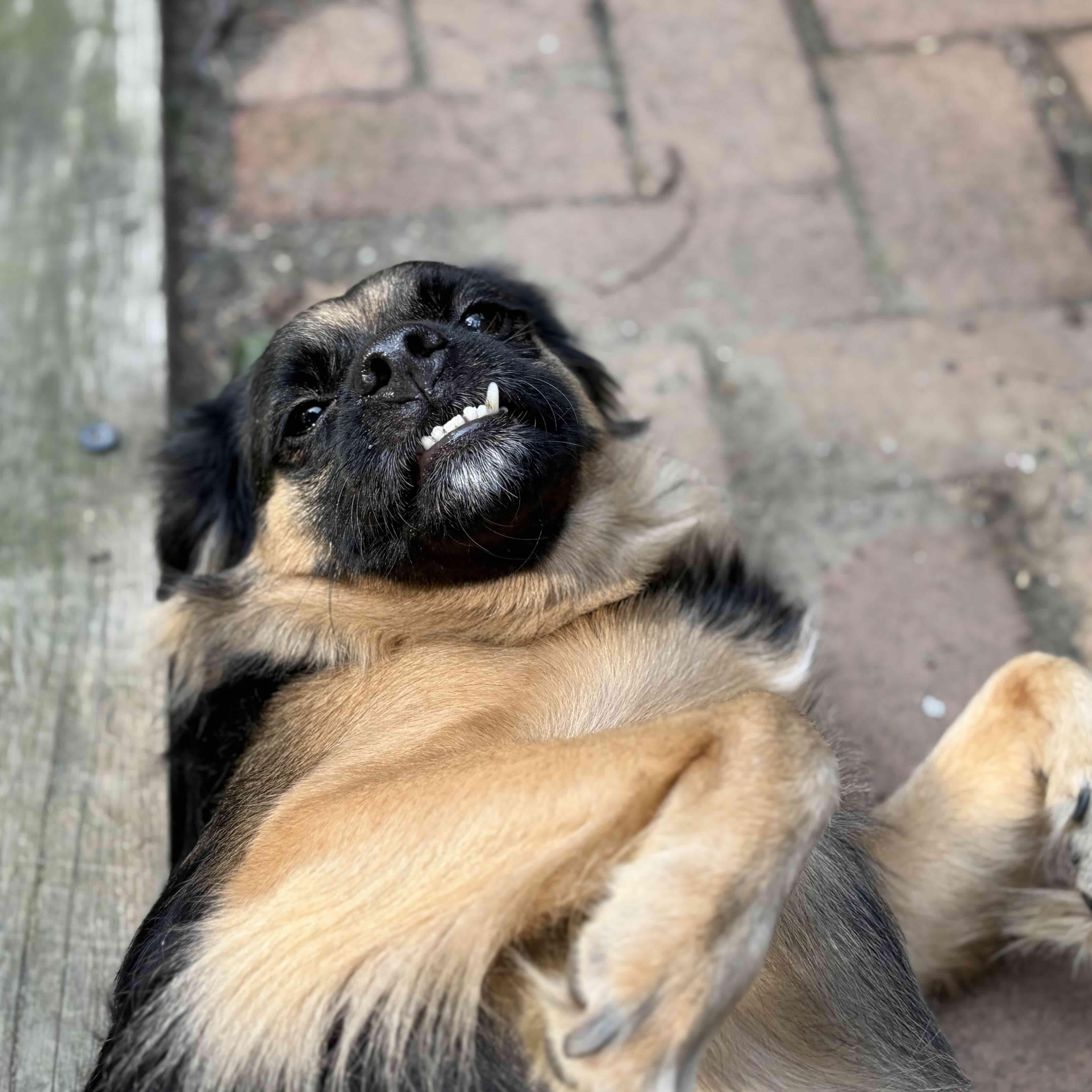 Moira Rose, a ADOPTABLE mixed breed in Rensselaer, NY image 2/6