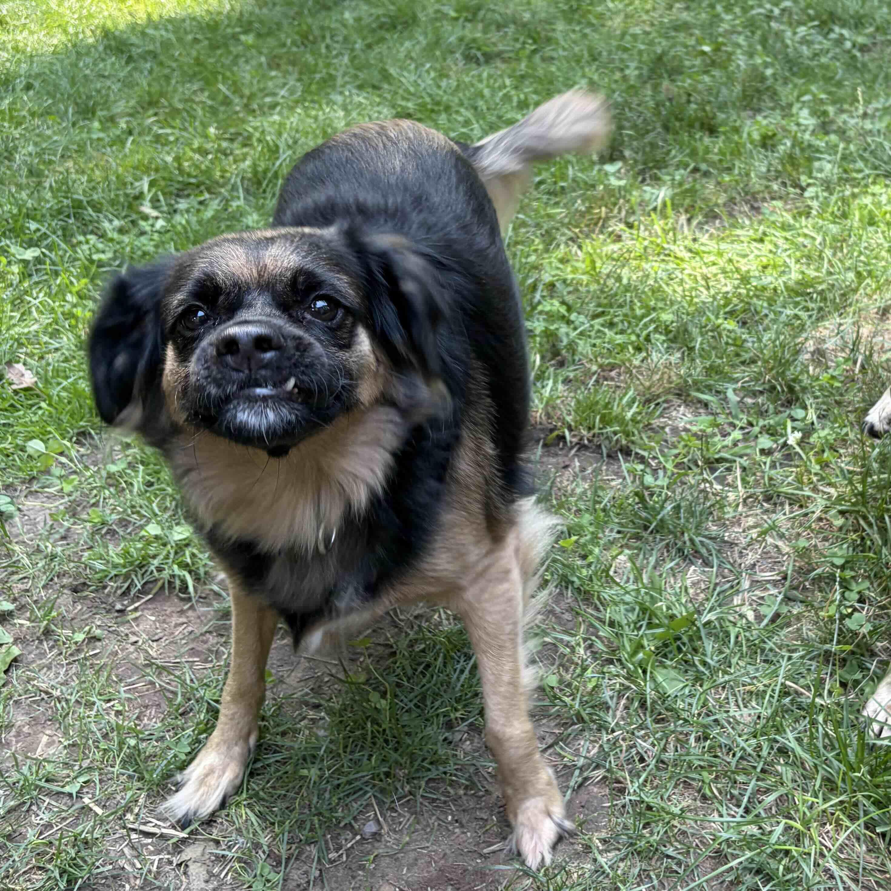 Moira Rose, a ADOPTABLE mixed breed in Rensselaer, NY image 1/6