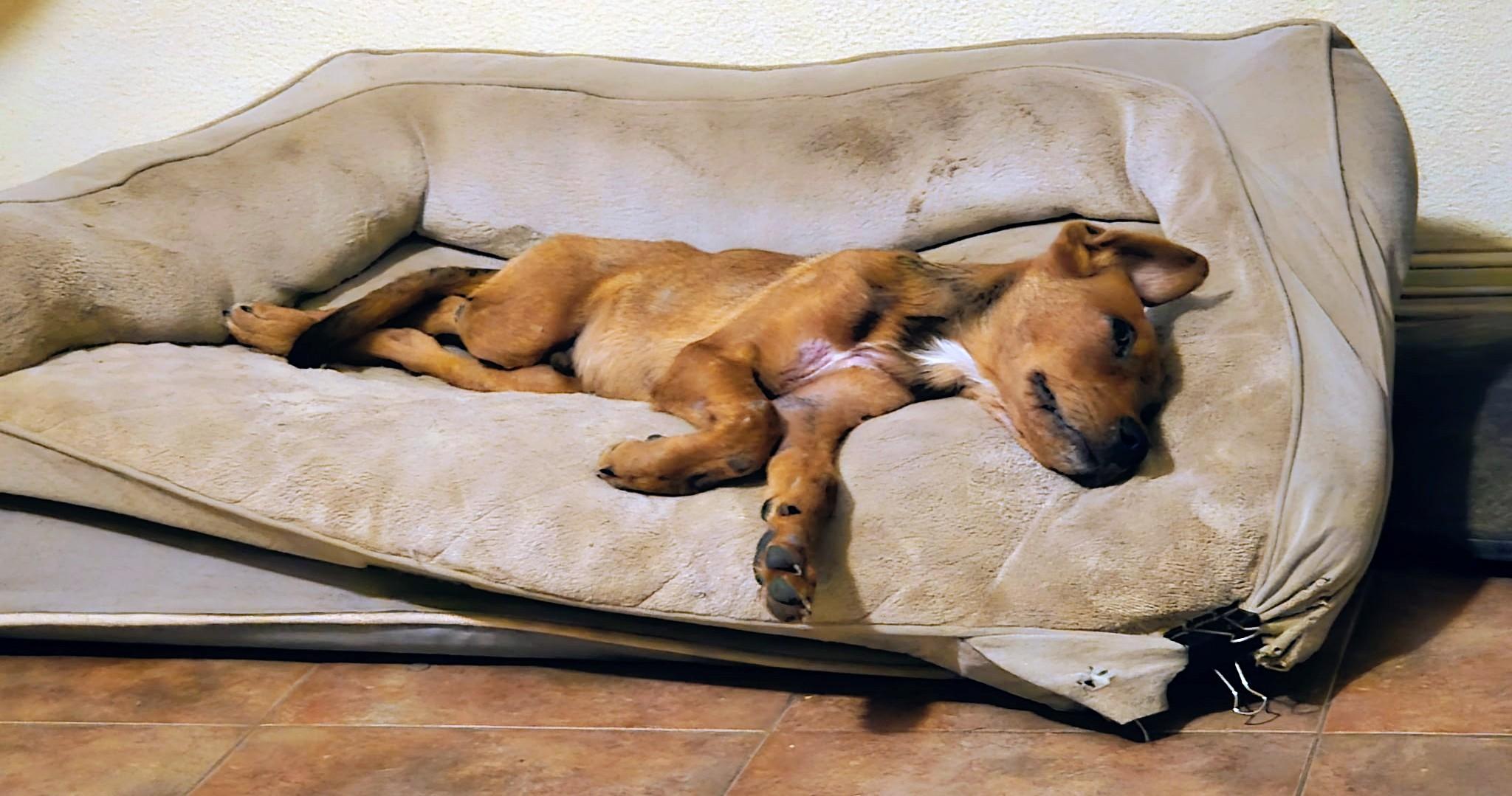 Enlarge Rowan, a Adoptable mixed breed in Bella Vista, AR image 2/4