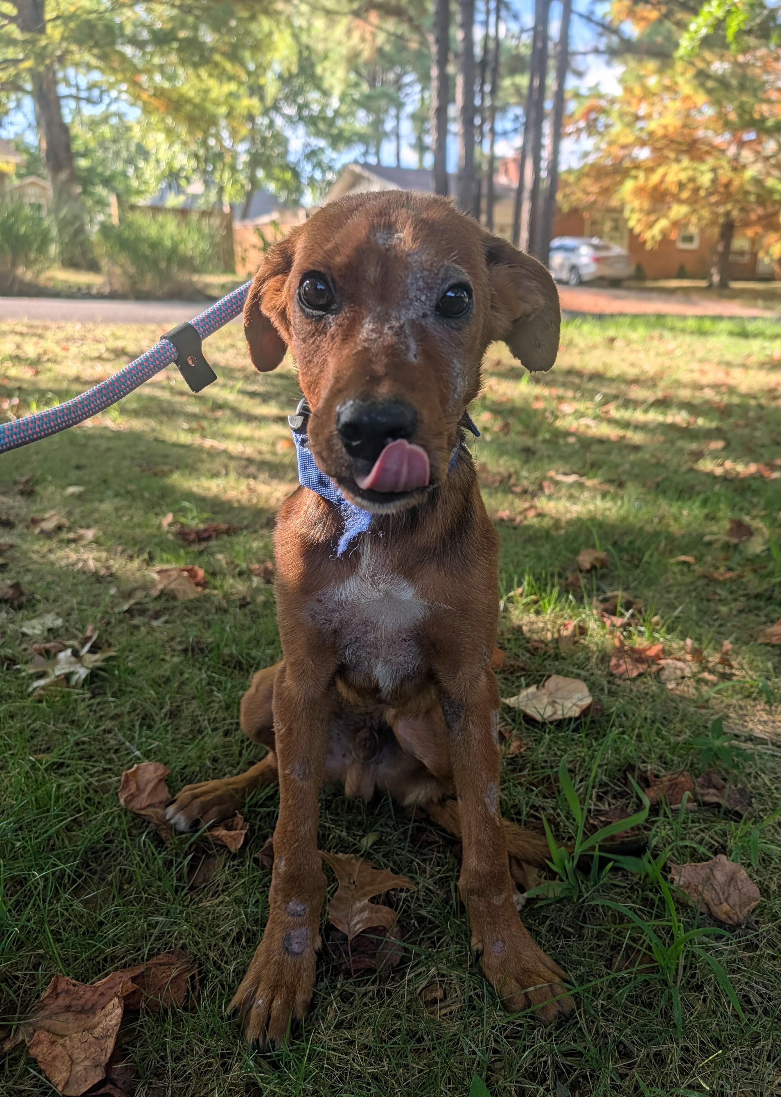 Enlarge Rowan, a Adoptable mixed breed in Bella Vista, AR image 3/4