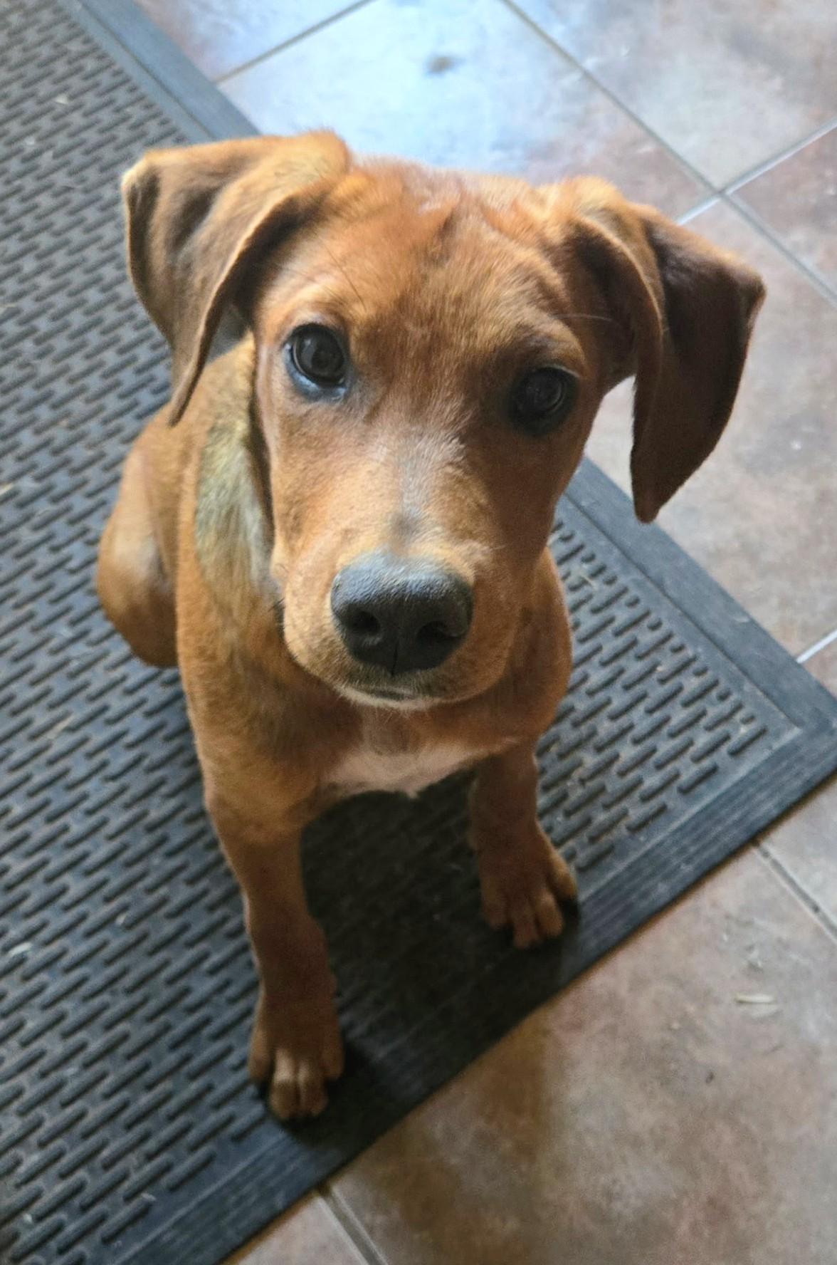 Rowan, Adoptable, Puppy Male Redbone Coonhound & Smooth Fox Terrier.