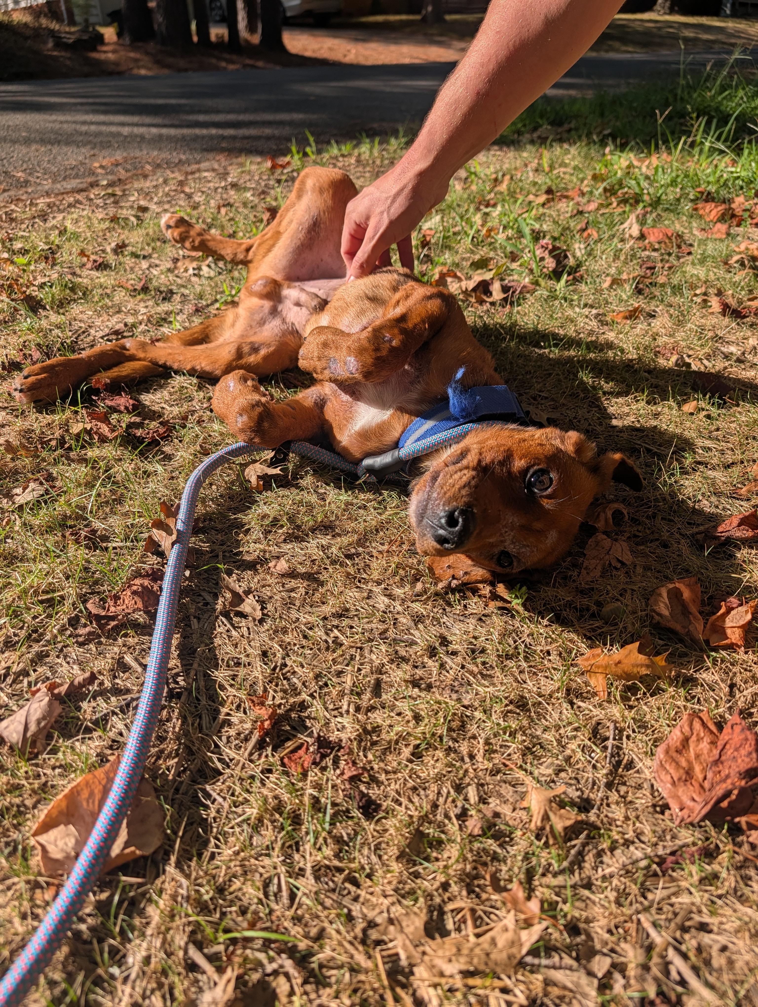Enlarge Rowan, a Adoptable mixed breed in Bella Vista, AR image 4/4