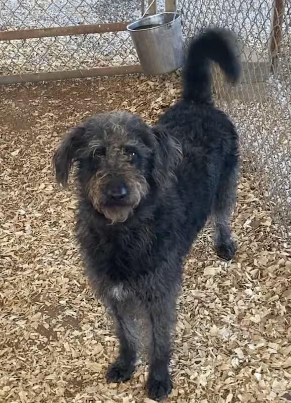 Shadow, Adoptable, Young Female Labradoodle.