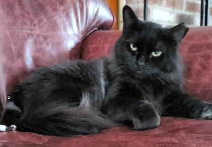 Carbon Penn, Adoptable, Adult Male Domestic Long Hair & Domestic Short Hair.