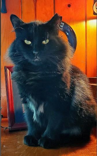 Enlarge Carbon Penn, a Adoptable mixed breed in Hudson, MA image 2/2