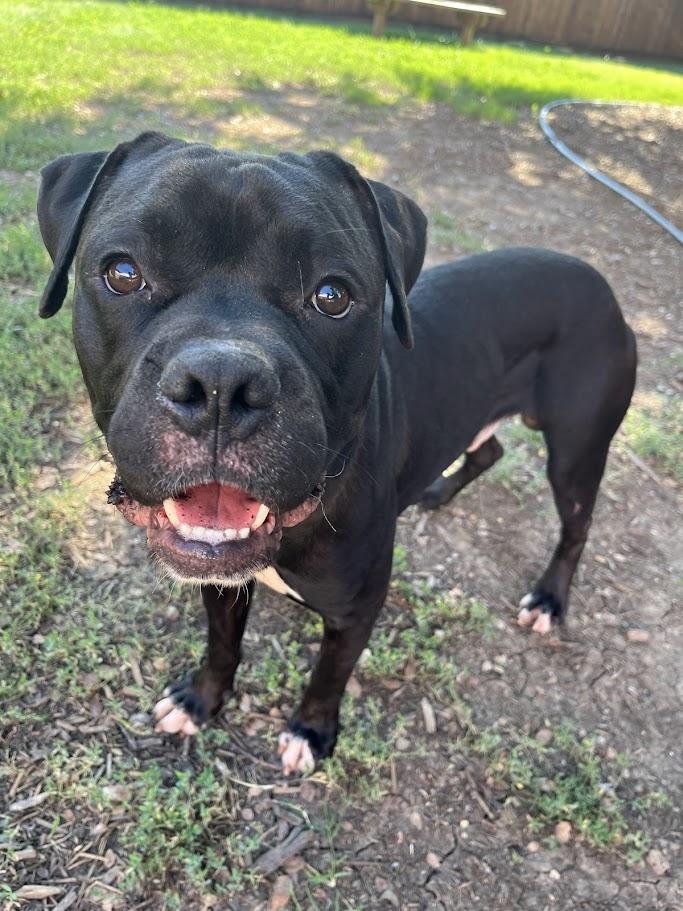 Buster* A212845