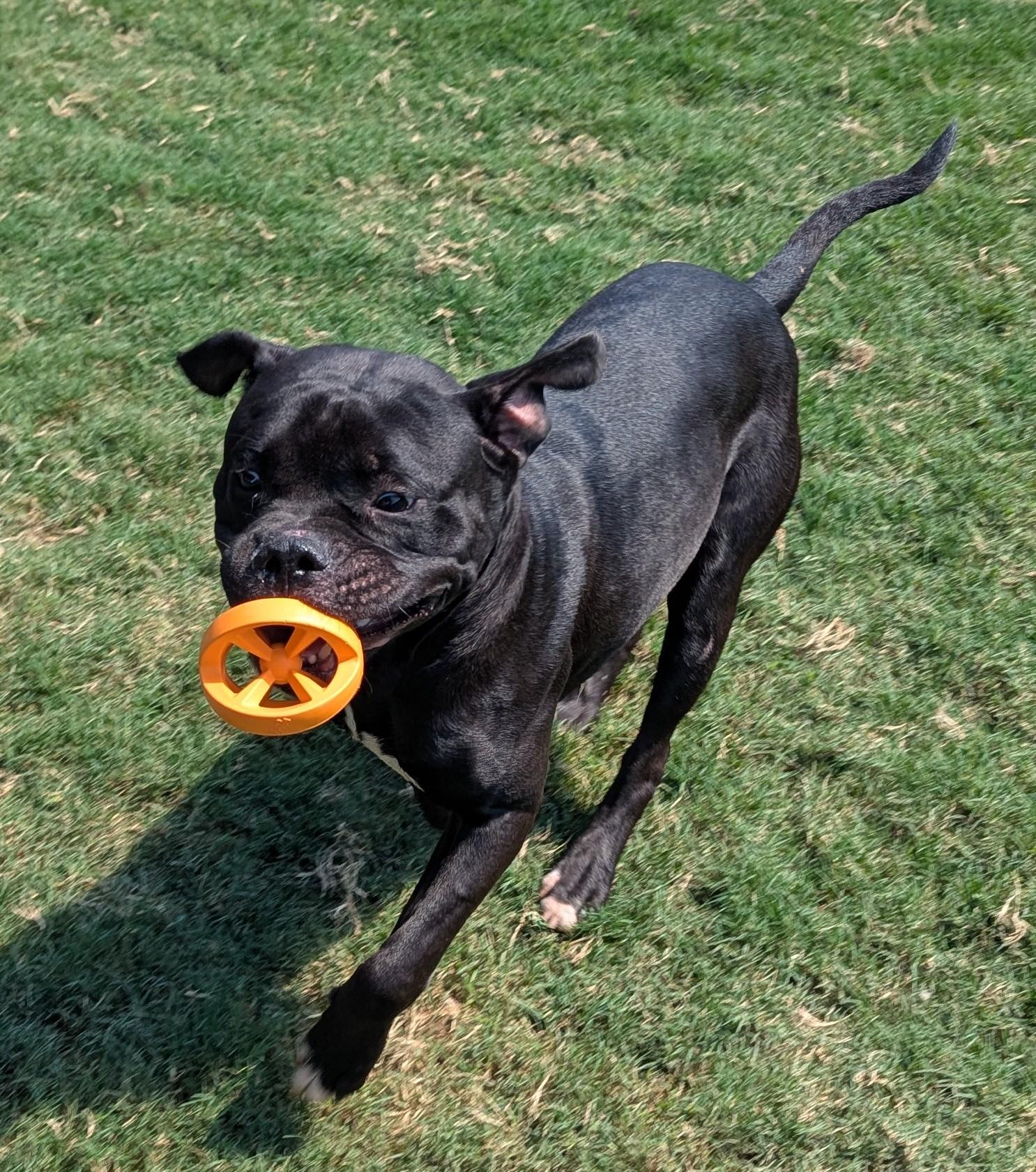 Buster* A212845