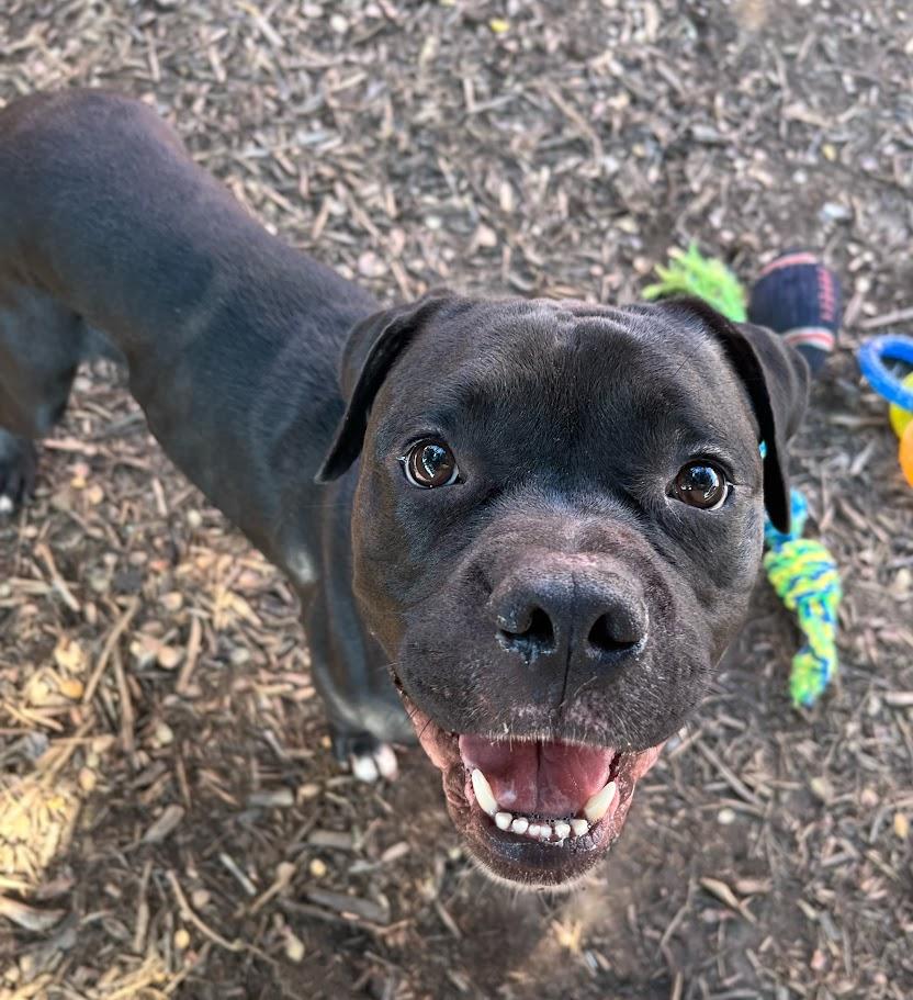 Buster* A212845