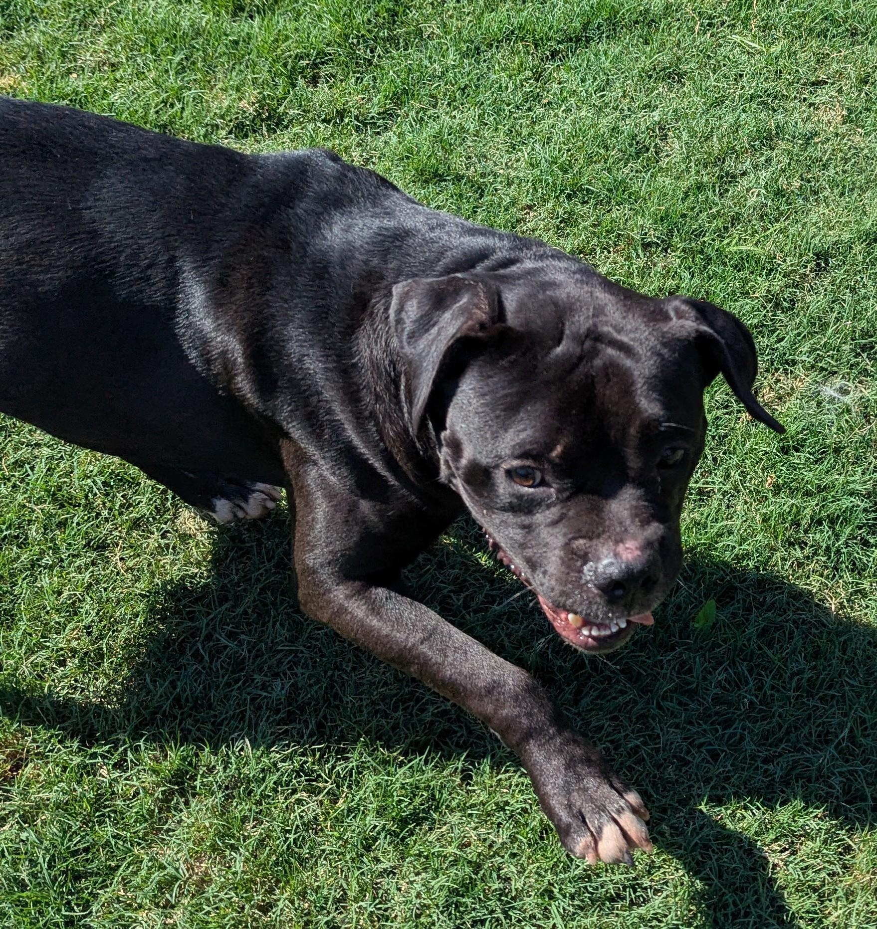 Buster* A212845