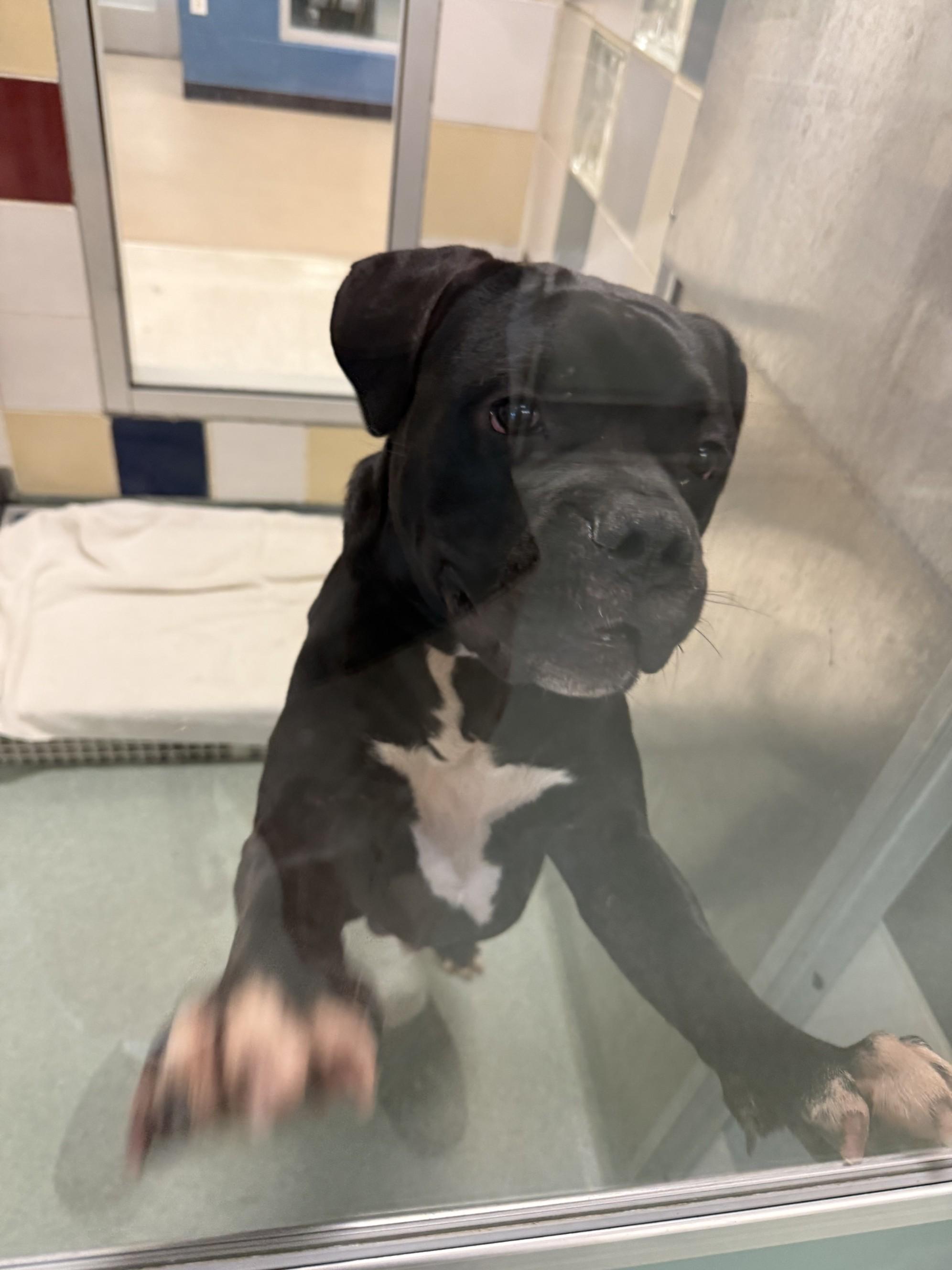 Buster A212845