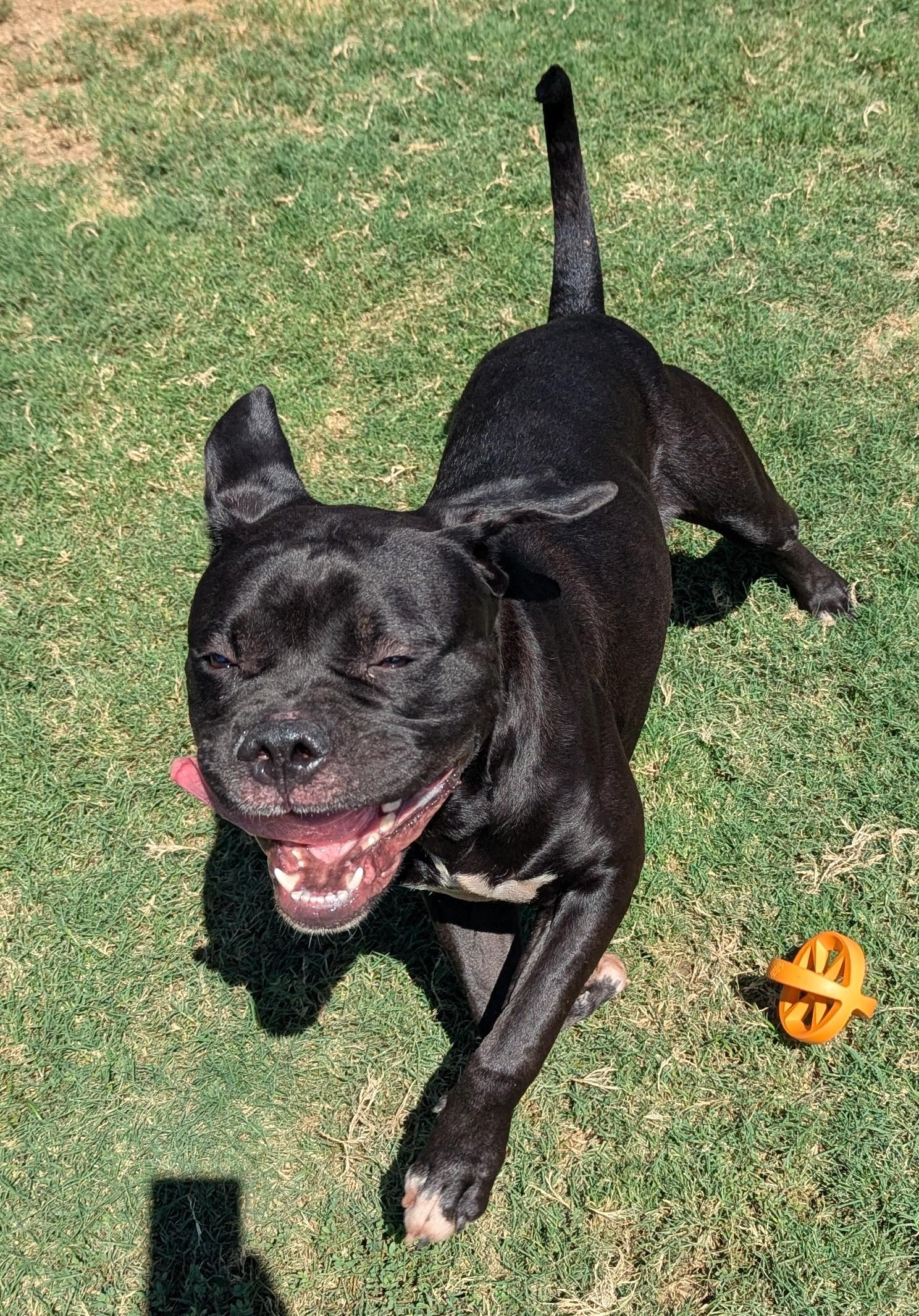 Buster* A212845