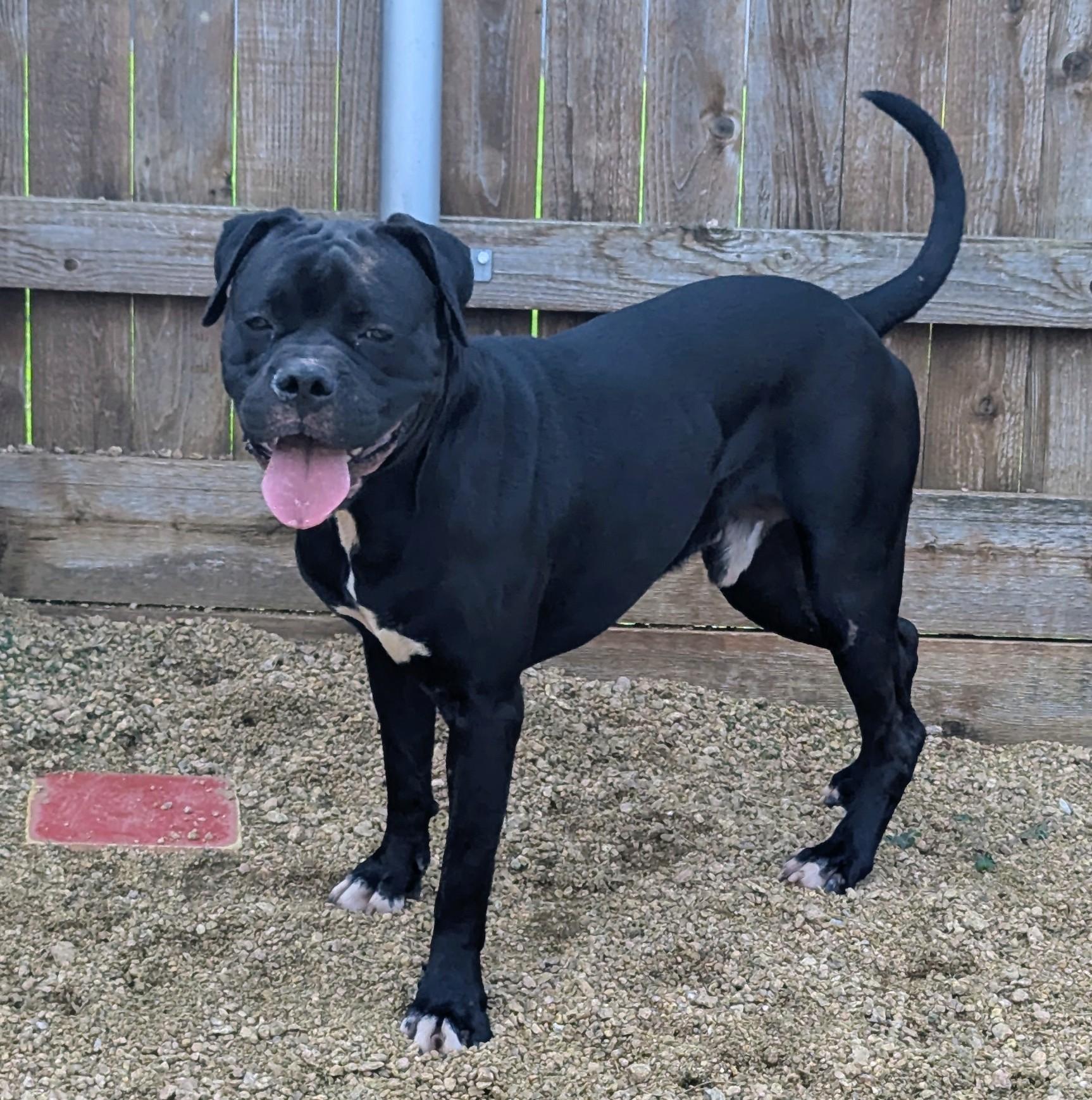 Buster* A212845
