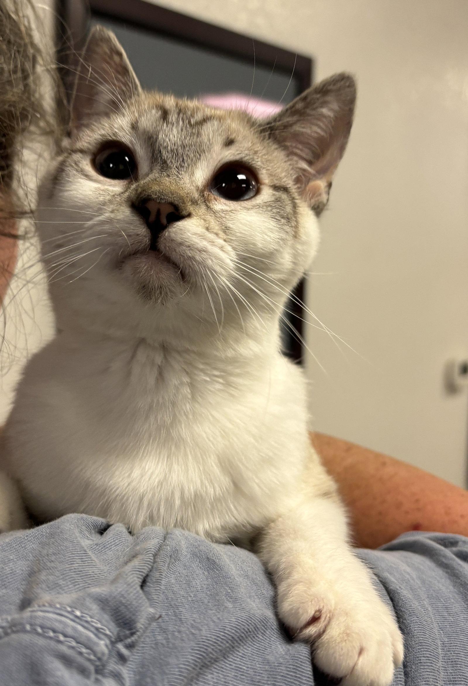 Yarrow ( BC), a Adoptable Siamese in Vacaville, CA image 1/3
