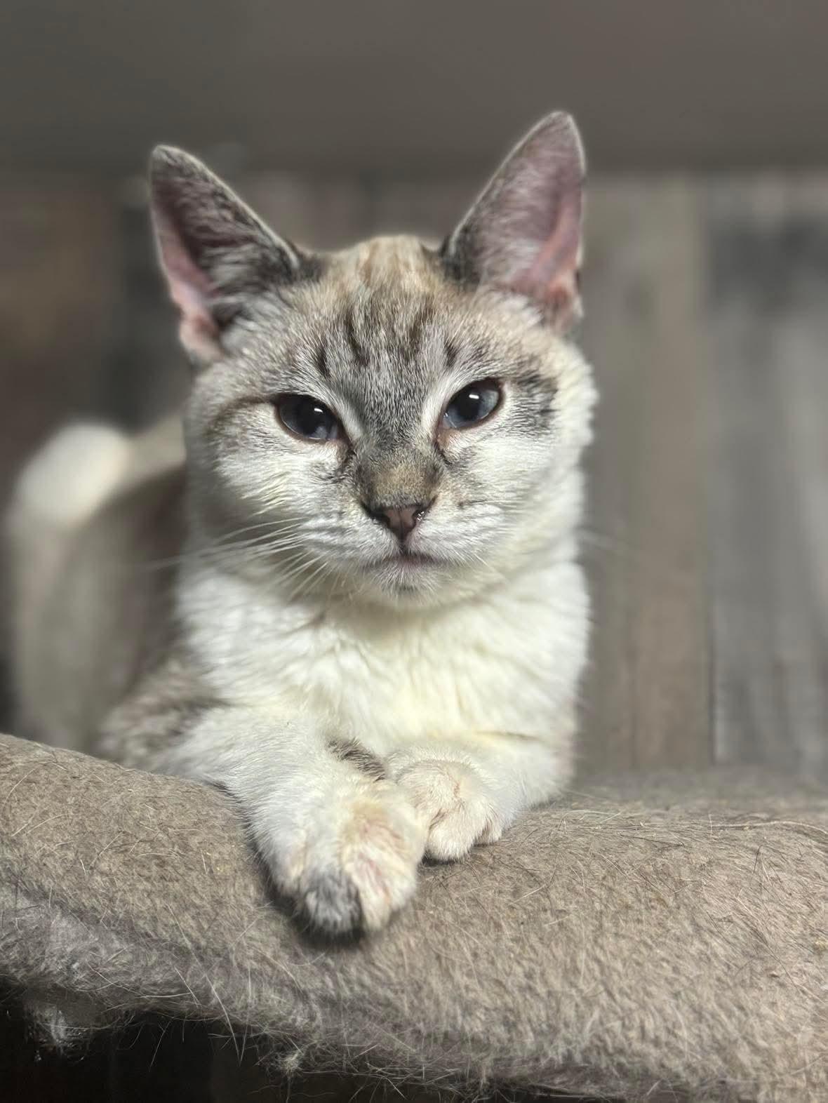 Yarrow ( BC), a Adoptable Siamese in Vacaville, CA image 2/3