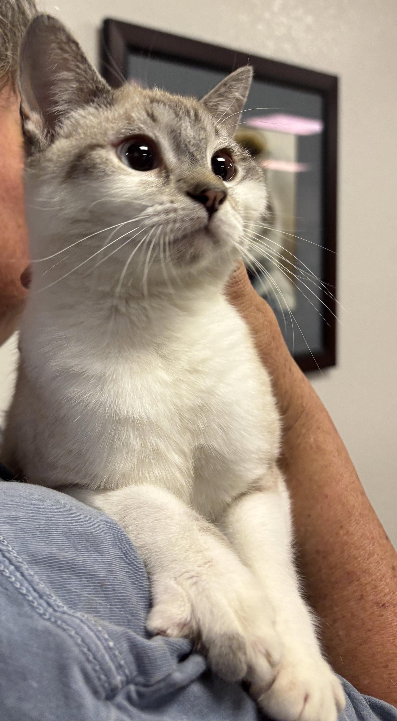Yarrow ( BC), a Adoptable Siamese in Vacaville, CA image 3/3