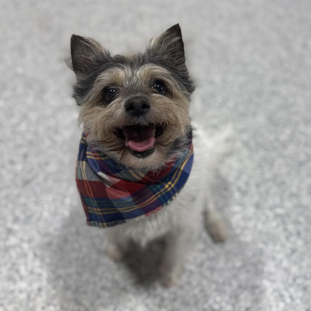 Enlarge Lucius, a Adoptable mixed breed in Newberg, OR image 1/6