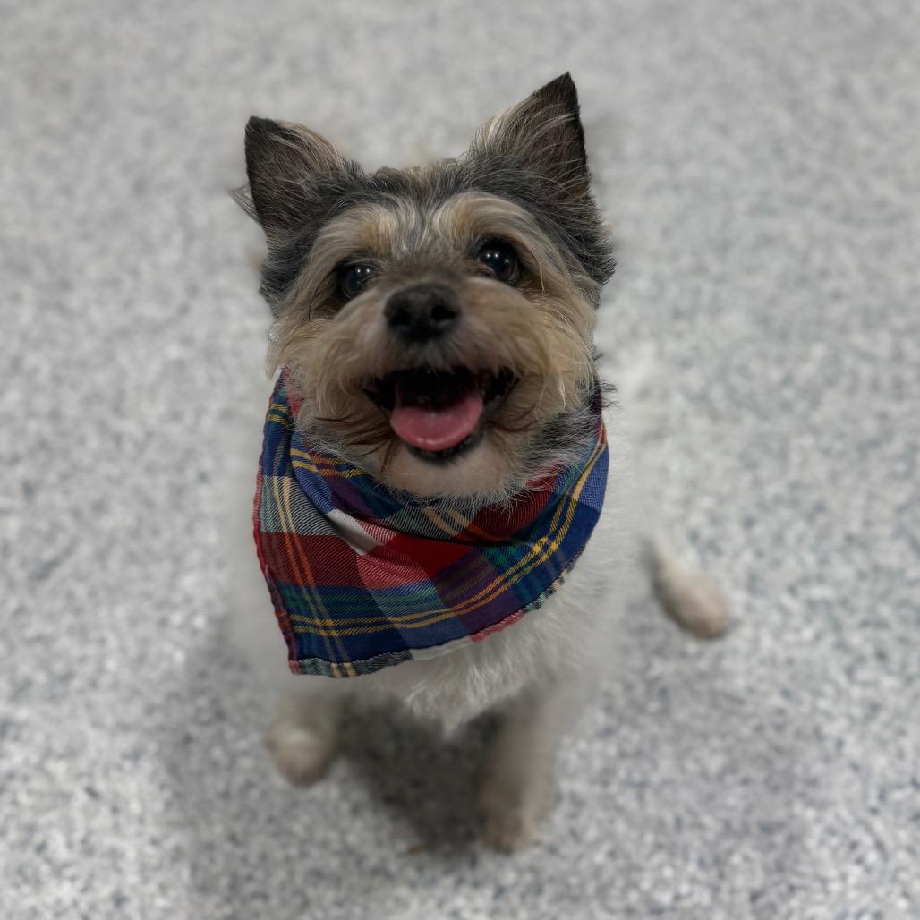 Enlarge Lucius, a Adoptable mixed breed in Newberg, OR image 2/6