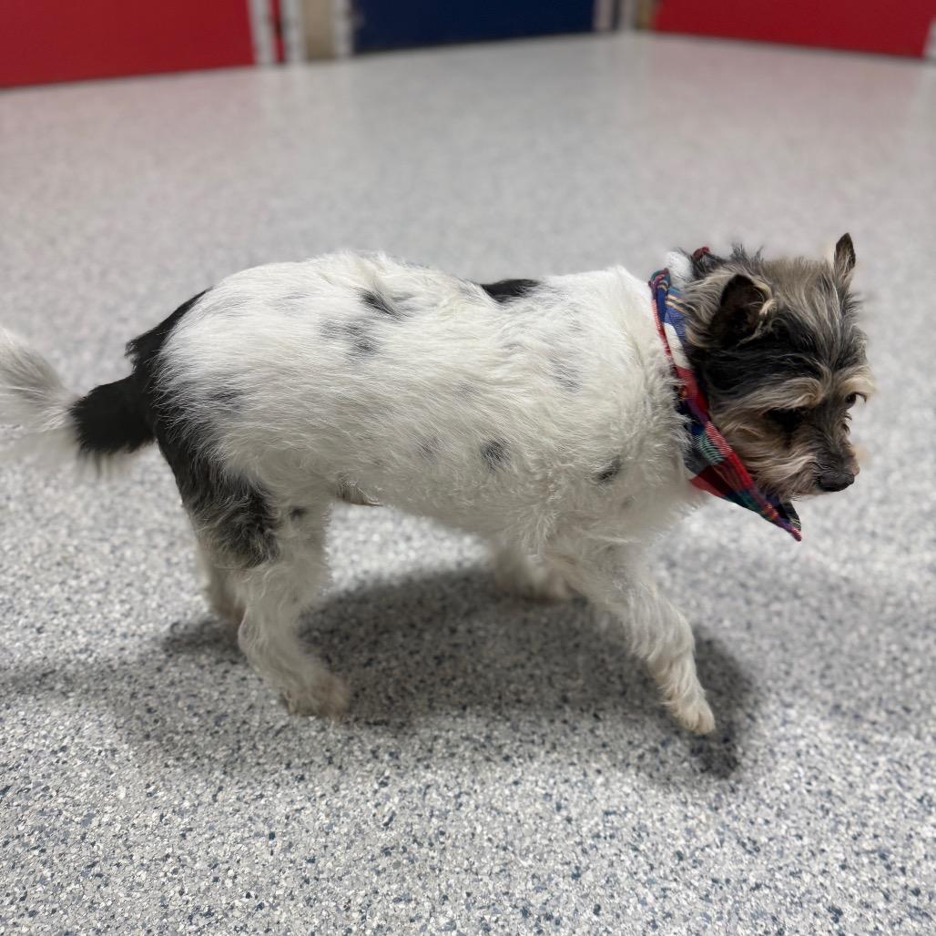 Enlarge Lucius, a Adoptable mixed breed in Newberg, OR image 3/6