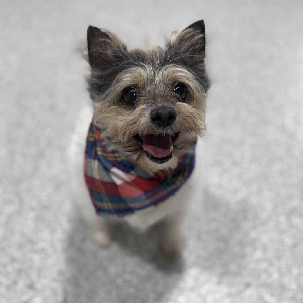 Enlarge Lucius, a Adoptable mixed breed in Newberg, OR image 4/6