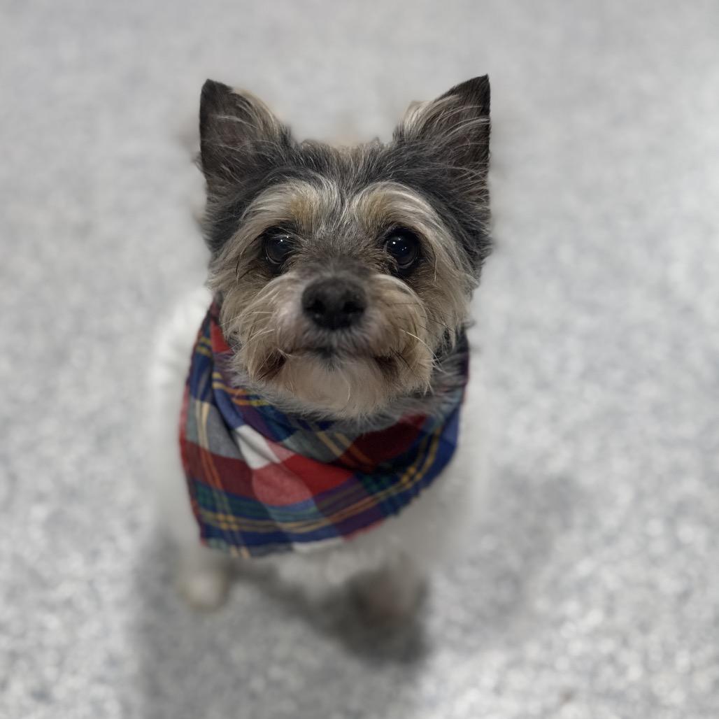 Enlarge Lucius, a Adoptable mixed breed in Newberg, OR image 5/6