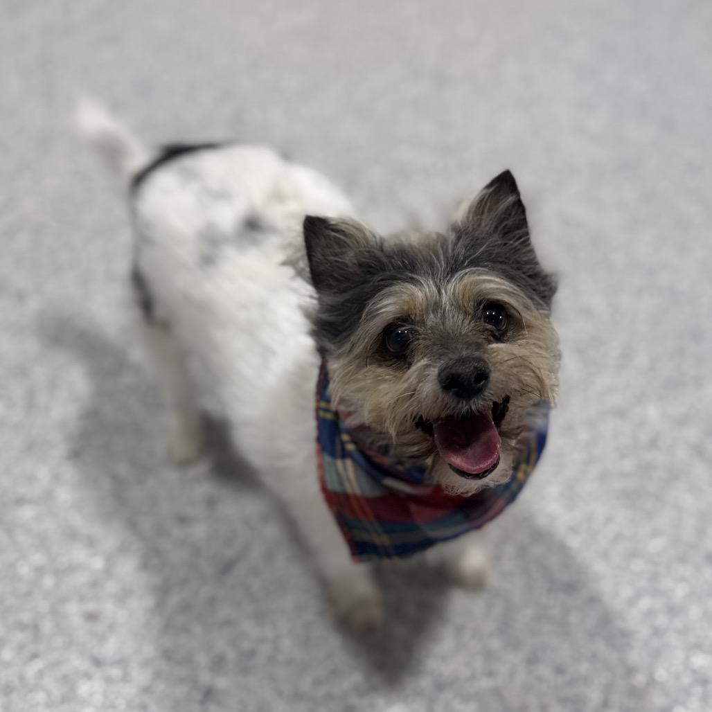 Enlarge Lucius, a Adoptable mixed breed in Newberg, OR image 6/6