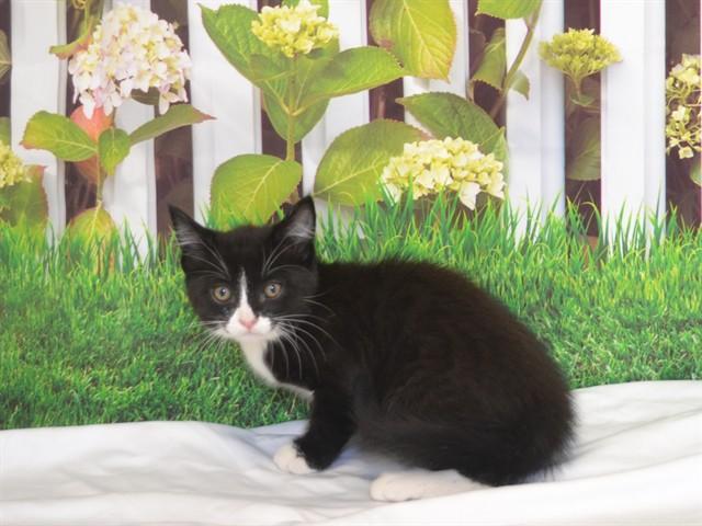 KOHL, Adoptable, Kitten Male Domestic Short Hair & Domestic Short Hair.
