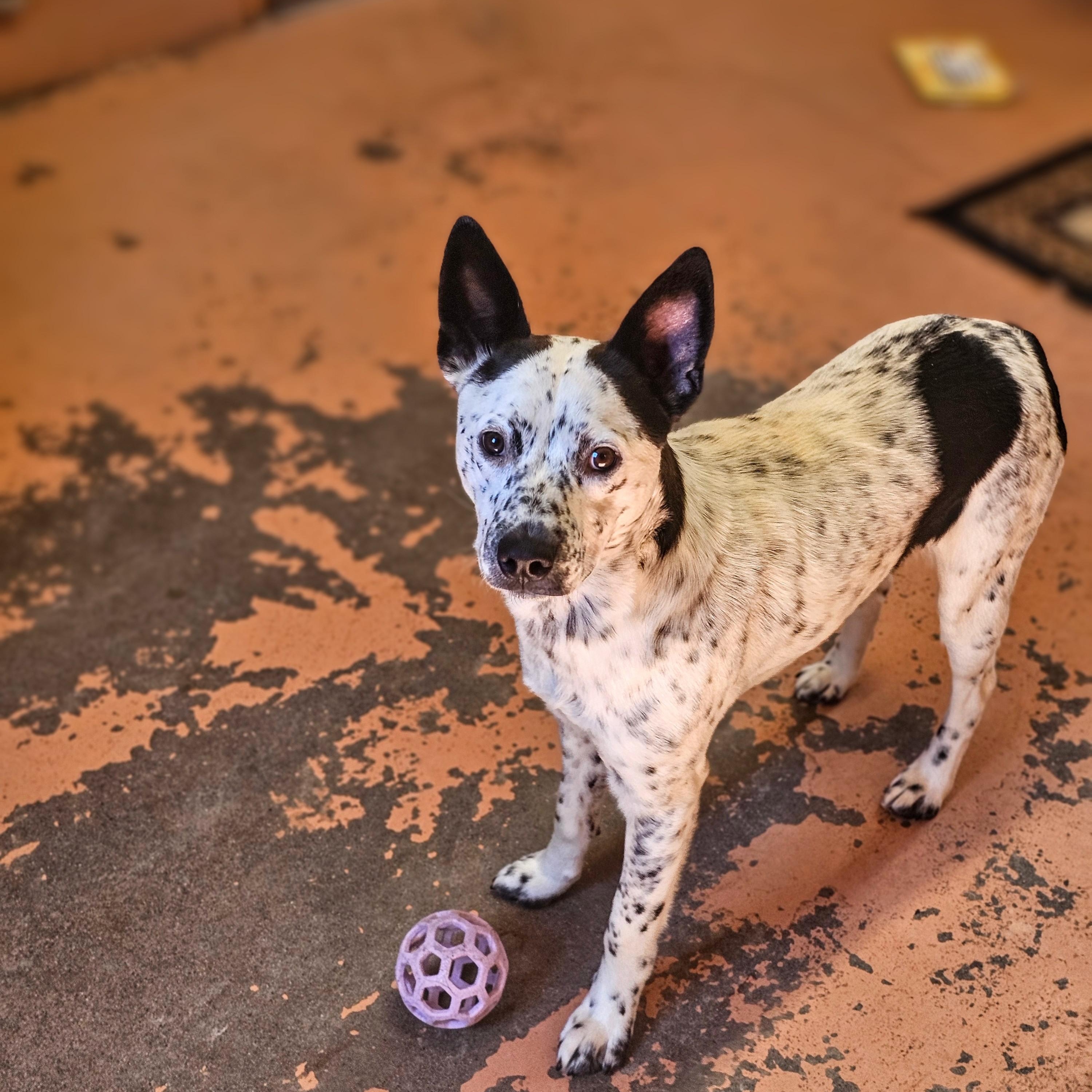 Enlarge Max, a Adopted Australian Cattle Dog / Blue Heeler in Bridgeport, CA image 1/1