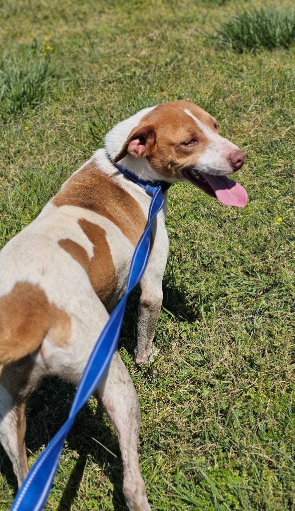 Enlarge Homer, a Adoptable mixed breed in Manchester, CT image 1/6