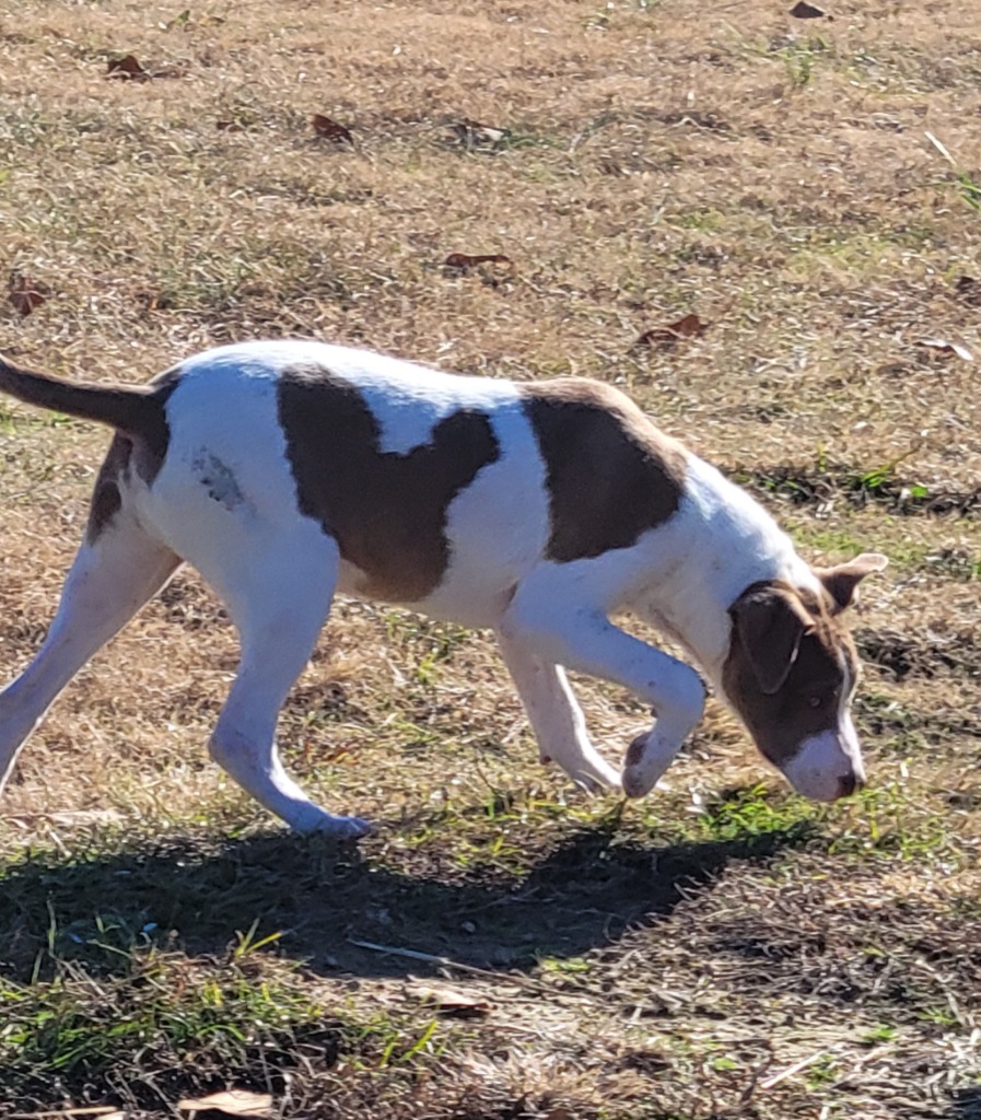 Enlarge Homer, a Adoptable mixed breed in Manchester, CT image 2/6