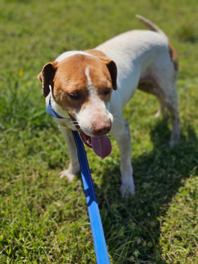 Enlarge Homer, a Adoptable mixed breed in Manchester, CT image 3/6