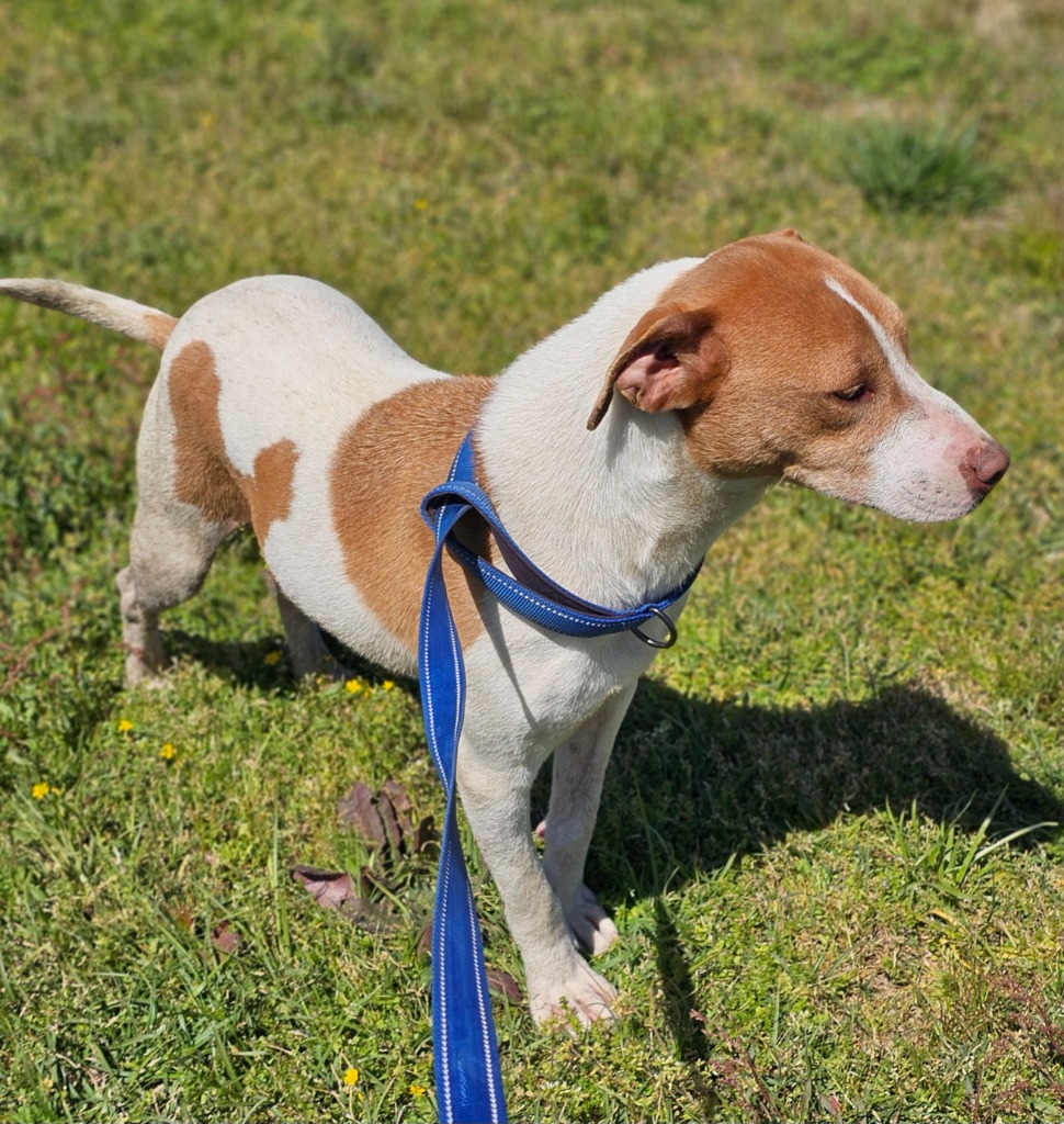 Enlarge Homer, a Adoptable mixed breed in Manchester, CT image 4/6